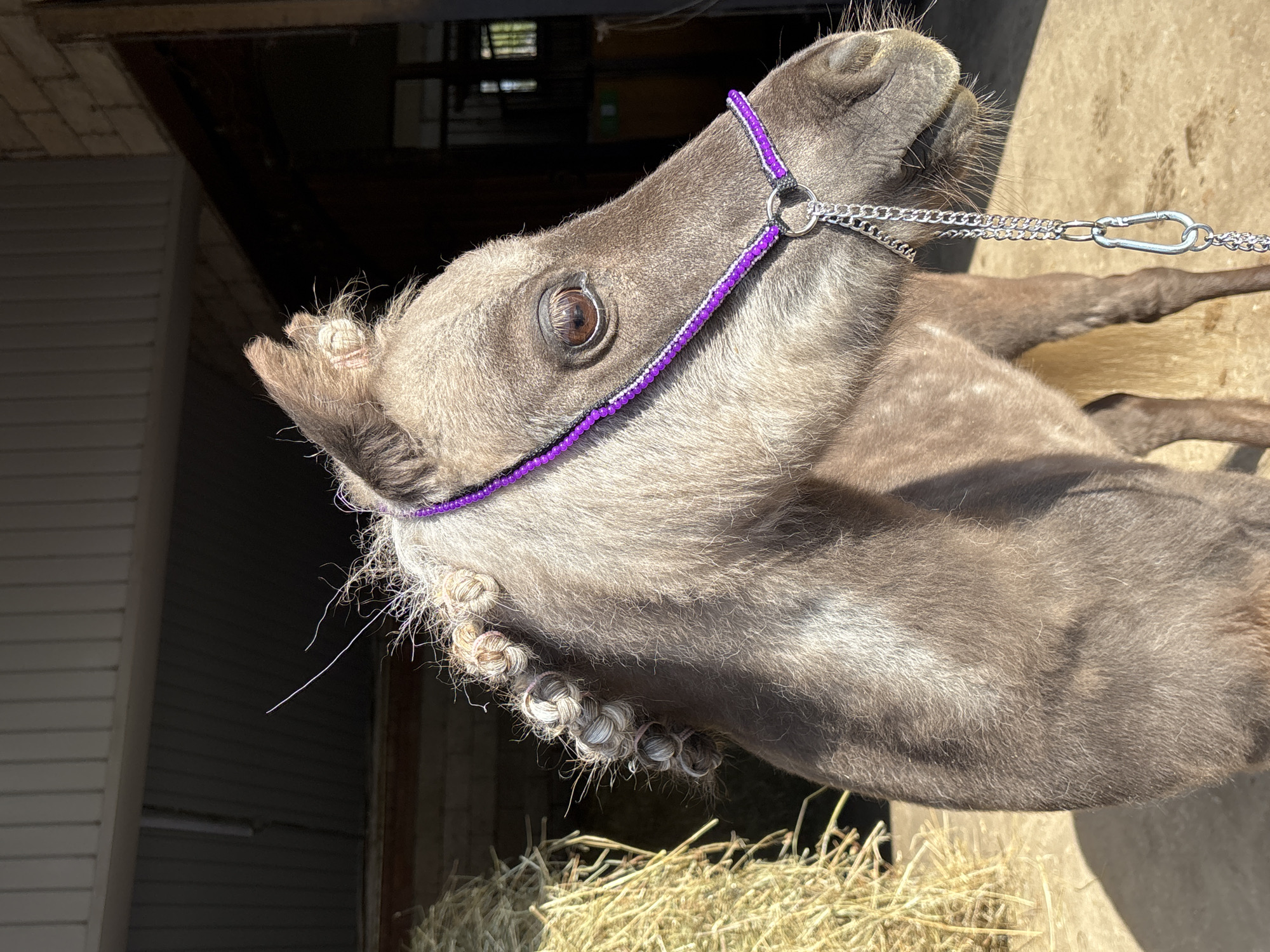 The image shows a close-up of a grey foal wearing a purple-beaded halter with a silver chain lead. The foal has a distinctive hairstyle with multiple small braids along its neck. The background suggests a stable or barn environment with hay on the ground. There is no definitive evidence to pinpoint the location to Русский Вожой, Russia.