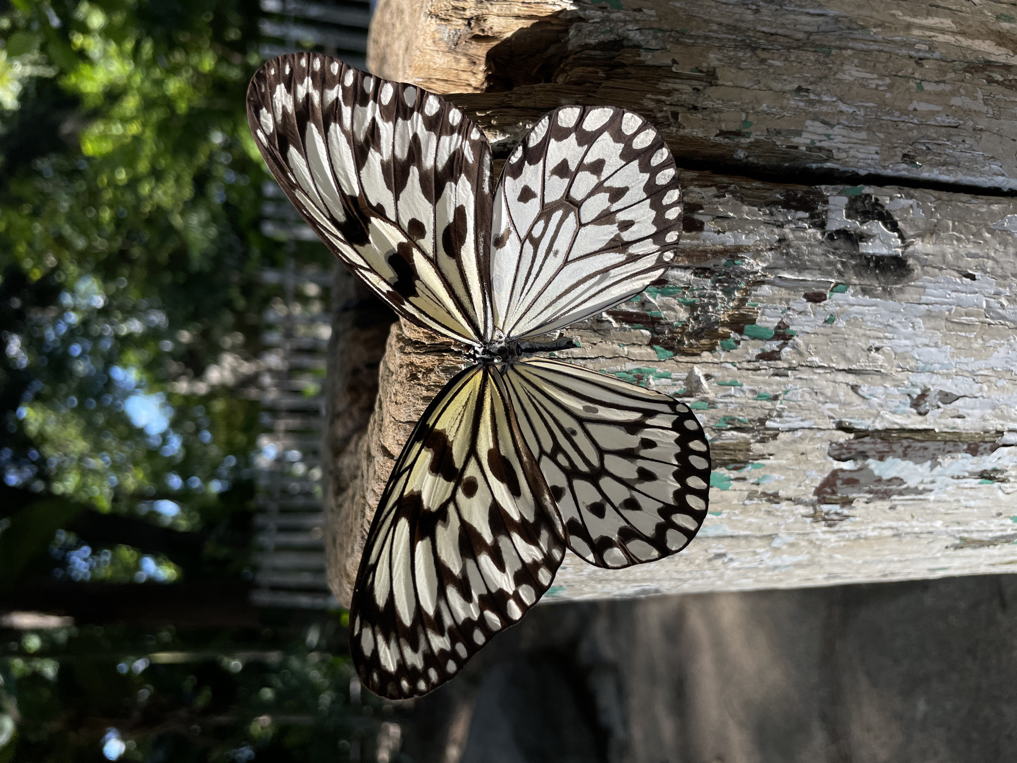 A butterfly with black and white wings rests on a weathered wooden post. The post is rough and appears aged, with peeling paint in shades of white and green. The butterfly's wings are spread open, showcasing intricate patterns of black veins and white areas, with some yellowish hues near the body. In the background, lush green foliage and trees are visible, with dappled sunlight creating bright spots and shadows. A simple wooden fence can be seen behind the foliage. The overall environment suggests an outdoor setting, possibly a garden or a park in a tropical location. There are no people present in the image. The scene is static, focusing solely on the butterfly and its immediate surroundings. The image appears to be taken in Davao City, Philippines, given its tropical climate and abundant greenery.