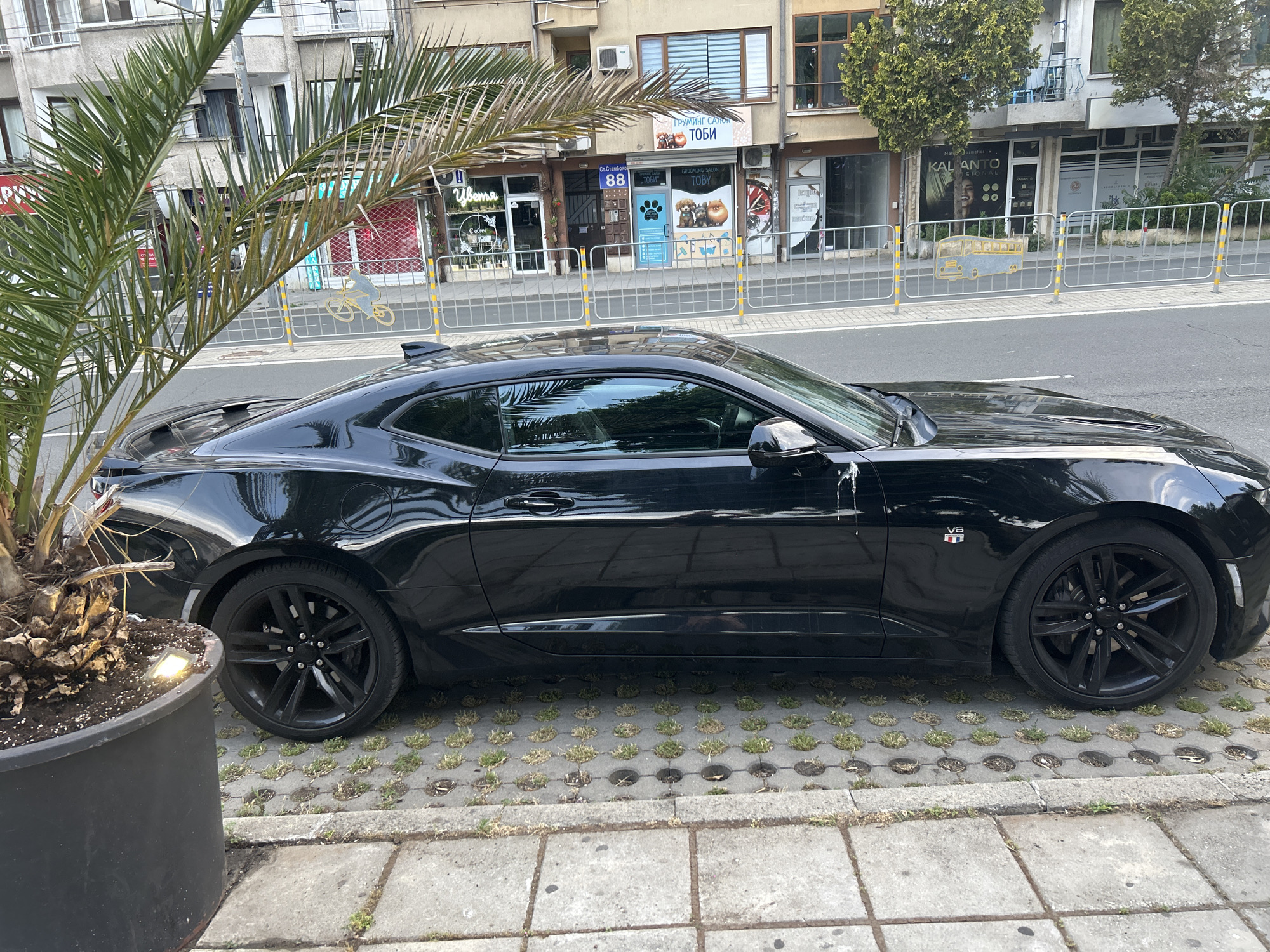 This media file shows a black Chevrolet Camaro parked on a street in Burgas, Bulgaria. A large palm tree is in the foreground, to the left of the car. Behind the car, there is a row of shops along the street, with signage in Bulgarian. One shop appears to be a grooming salon for pets, as indicated by images of dogs and the text "ГРУМИНГ САЛОН ТОБИ" (Grooming Salon TOBY). Another shop's signage includes "Цветя" (Flowers). A yellow and silver metal fence separates the sidewalk from the street. The day appears to be bright, suggesting it is daytime. The car is parked on a unique pavement of interlocking concrete blocks with grass growing in the circular openings. The car has a "V8" emblem on its fender.