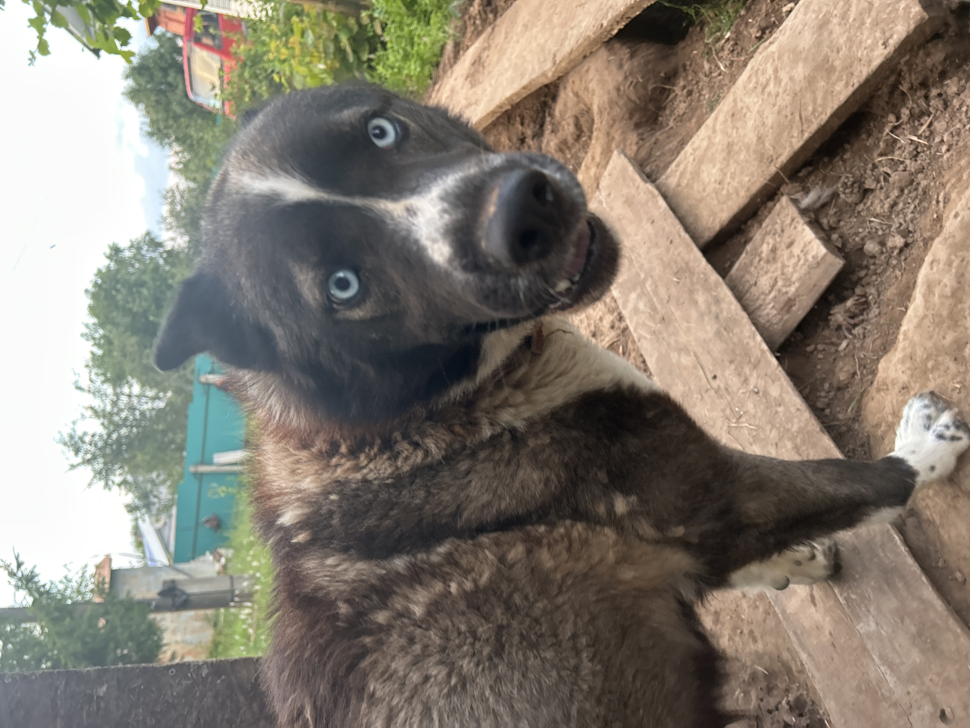 A medium shot photograph captures a husky-mix dog with striking blue eyes looking directly at the camera. The dog is positioned in what appears to be a rural outdoor setting, possibly a yard or work area. The background shows a rustic fence, some trees, and a red vehicle, suggesting a location in a village or countryside. In the foreground, there are several weathered wooden planks laid on the ground, indicating construction or repair work. The dog's fur is a mix of brown, black, and white, and it has a black nose and mouth. The dog's left ear is partially folded. The lighting is overcast.