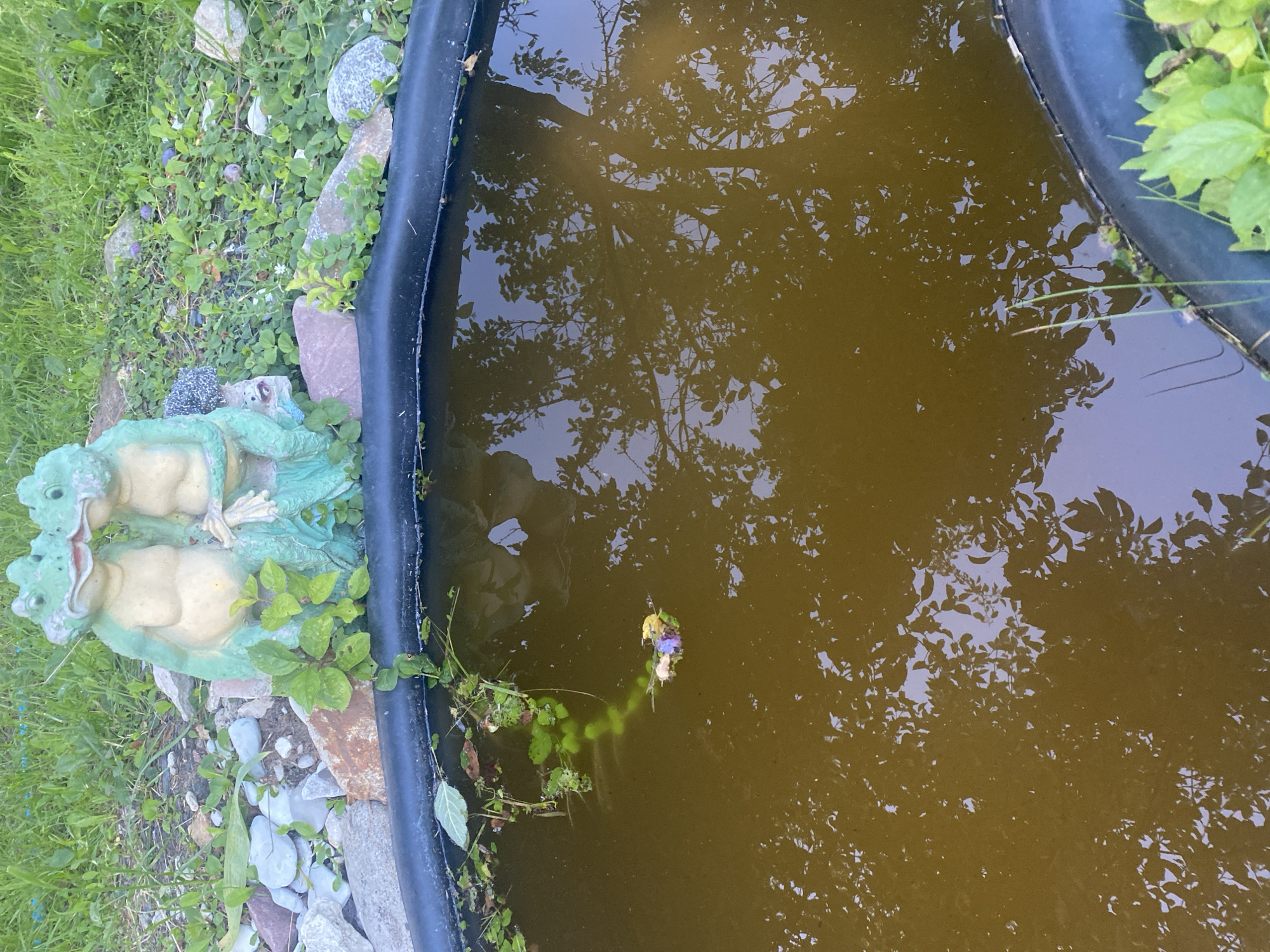 In a grassy area in the city of Mitino, Russia, a pond is visible. The pond's water is murky brown and reflects the surrounding trees. Along the edge of the pond, rocks and some greenery are present. A garden decoration of two green frogs kissing is situated near the pond, with rocks and plants around it.