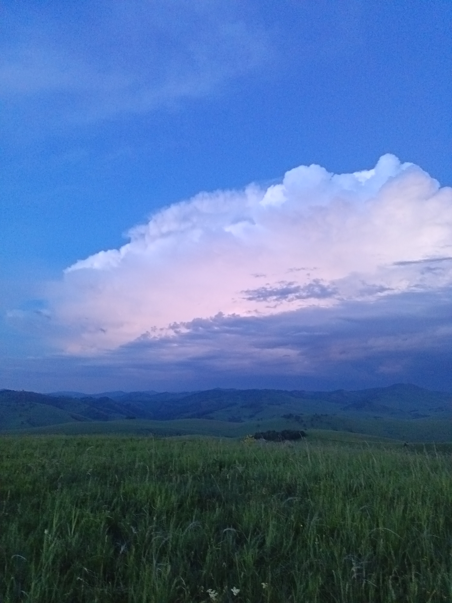 The image depicts a landscape scene under a twilight sky. The sky is a deep blue with a large, dramatic cloud formation dominating the upper portion. This cloud is illuminated by a soft, pinkish glow on its left side, transitioning to darker, purplish hues on the right.
Below the sky, rolling hills covered in lush green grass stretch into the distance. The foreground is a dense field of tall green grass, appearing somewhat overgrown. In the mid-ground, a cluster of dark green trees is visible on one of the hills. The overall atmosphere suggests a natural, rural environment. There are no people, animals, or man-made structures visible in the image, other than the distant trees that could be a small grove. The location is identified as Sadovyi, Russia.