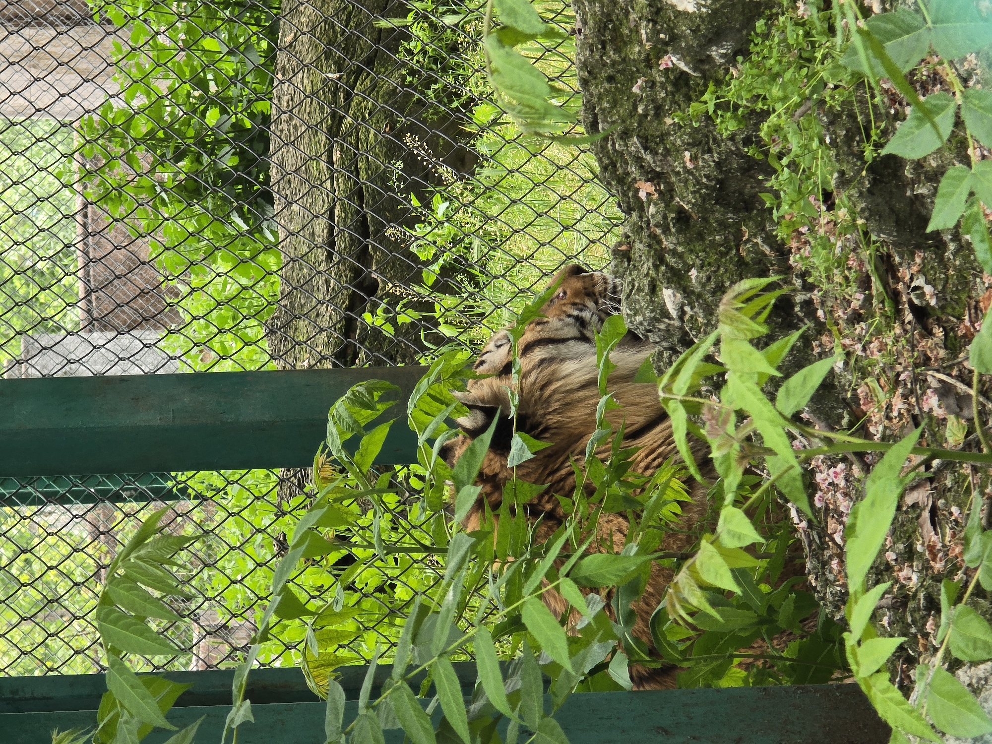 The image shows a tiger resting its head against a tree trunk in an enclosure at a zoo, location unknown. The tiger's fur is striped in shades of orange and black, and the tree trunk is covered in green moss and lichen. A metal fence surrounds the enclosure, with green vegetation growing along the fence and around the tree.