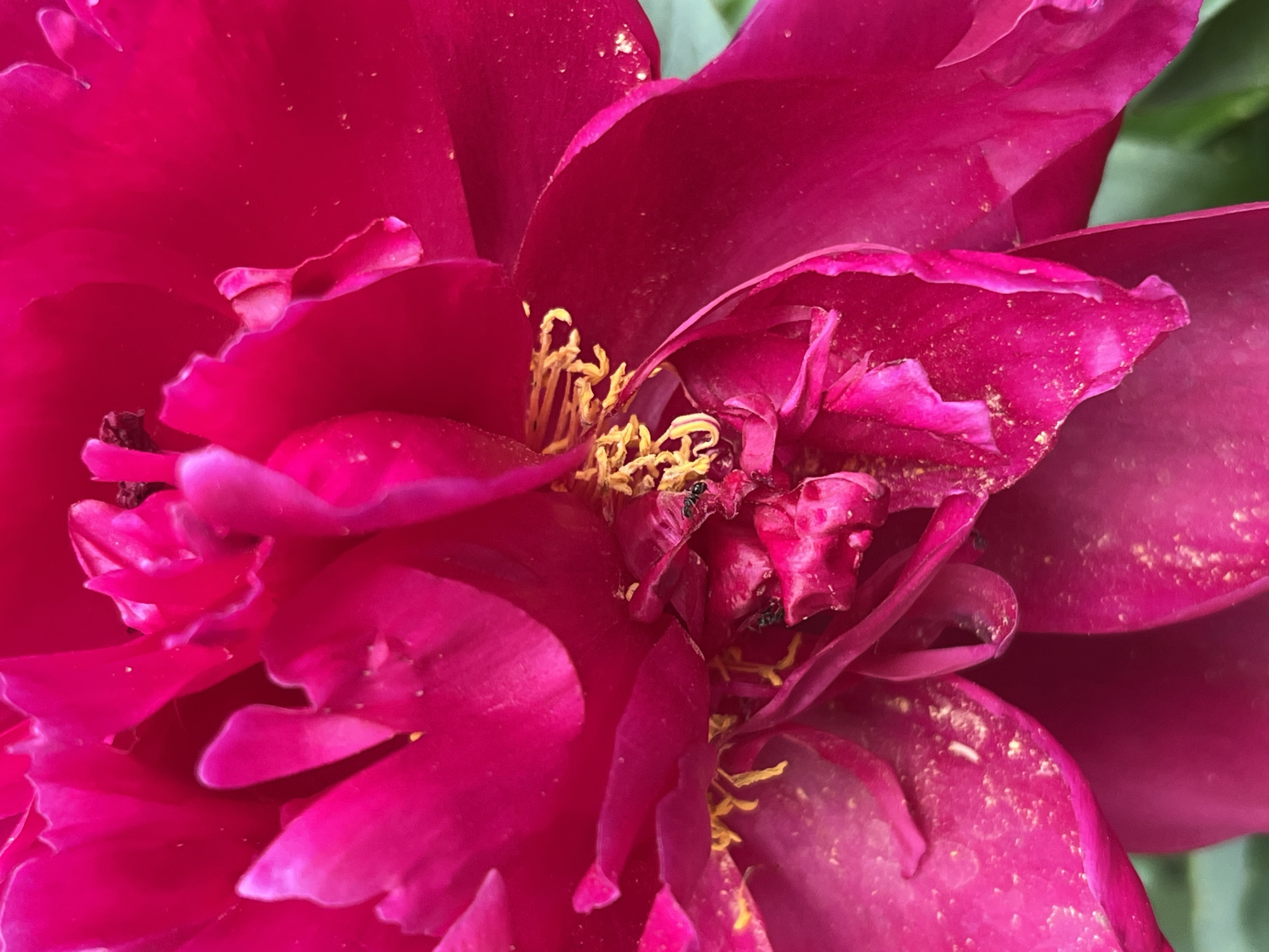 This is a close-up, high-angle photograph of the center of a vibrant pink peony flower. The flower's petals are large and ruffled, with a deep fuchsia hue. The stamens are a bright yellow, clustered in the center of the bloom, and dusted with pollen. Two small black ants are visible near the center of the flower, appearing to forage on the pollen and nectar. The background consists of blurred green foliage, suggesting the flower is outdoors. The image does not provide any information about its location in the city of Chaikovsky, Russia.