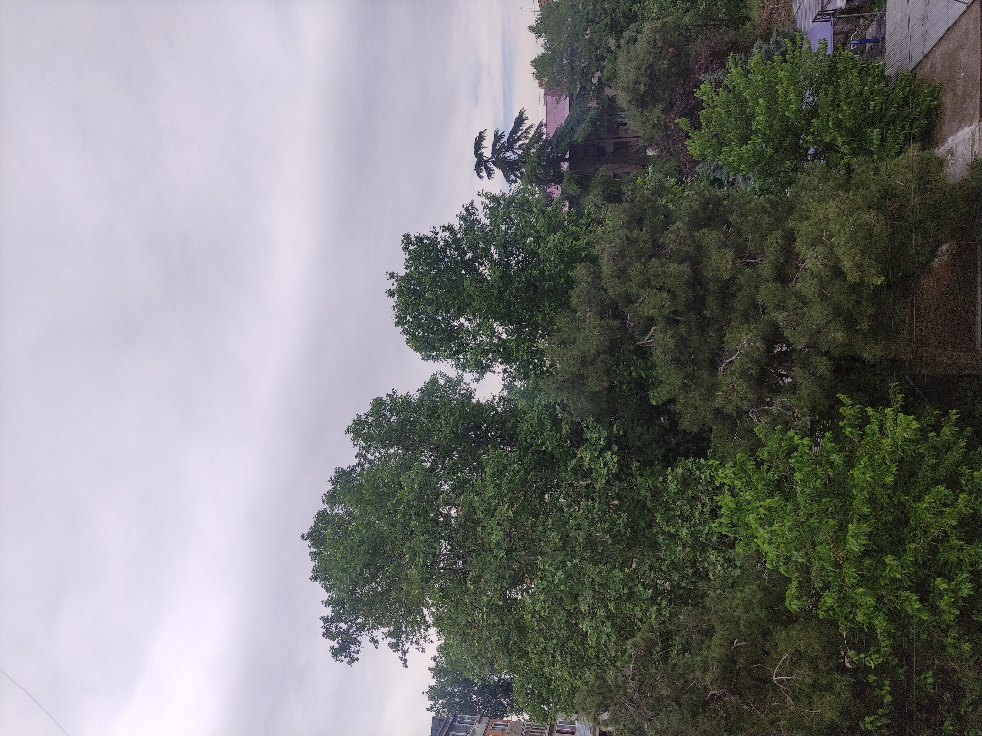 A ground-level shot, rotated 90 degrees counter-clockwise, shows an overcast sky above a dense collection of trees in Tbilisi, Georgia. Various shades of green foliage fill the lower half of the frame, hinting at different tree species. Buildings are partially visible behind the trees. Overhead power lines run through the trees.