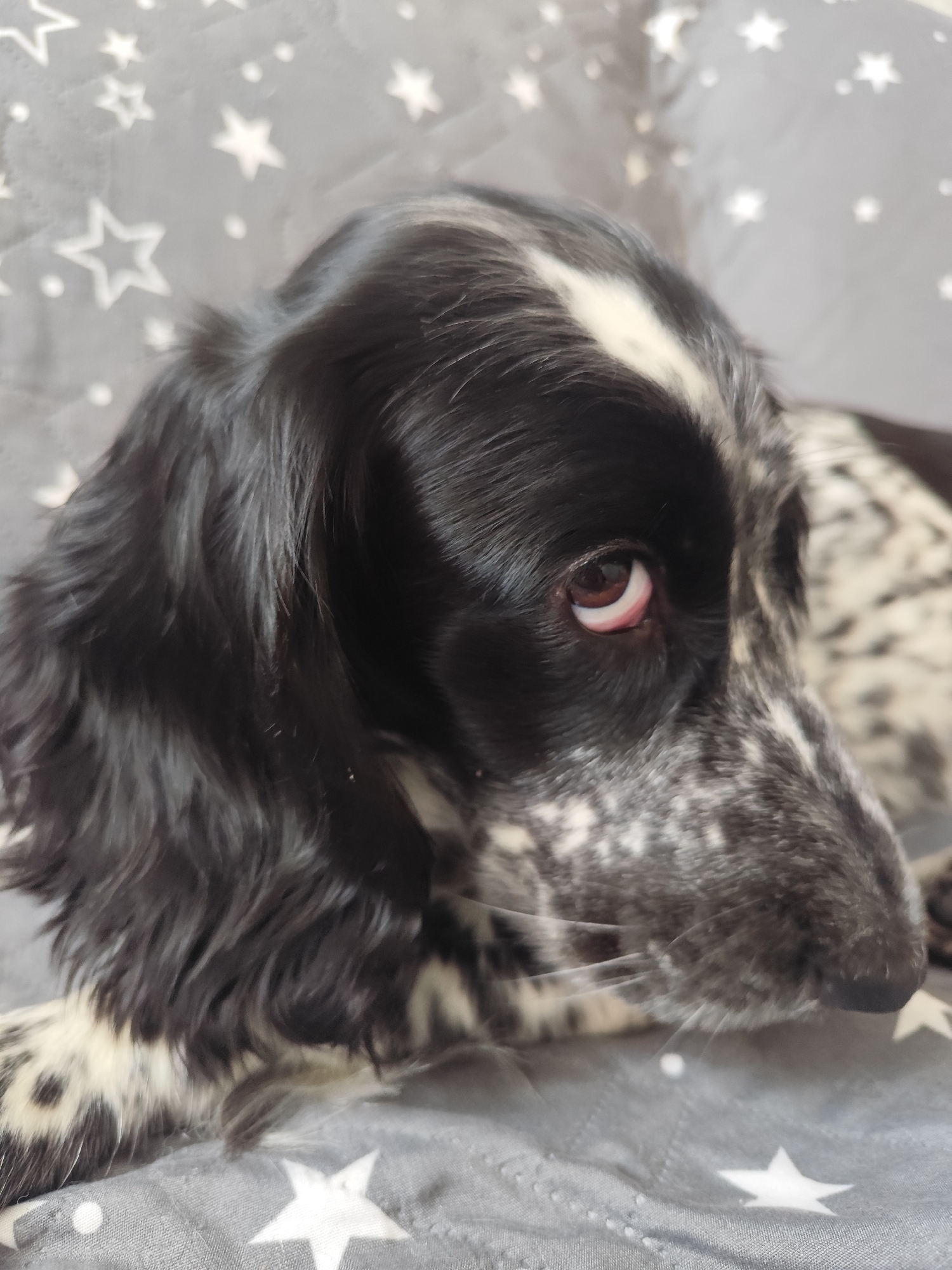 A close-up, eye-level shot captures a black and white English Cocker Spaniel puppy resting on a gray blanket adorned with white stars. The puppy's head is turned to the right, with its large, dark brown eye visible, showing a sliver of the pink inner eyelid. Its fur is a mixture of glossy black and white patches, particularly noticeable on its face. The background consists of the star-patterned blanket, providing a soft, textured surface for the dog. There are no people present in the image. The setting appears to be indoors, likely a home, and not in the city of Барлакский, Russia.