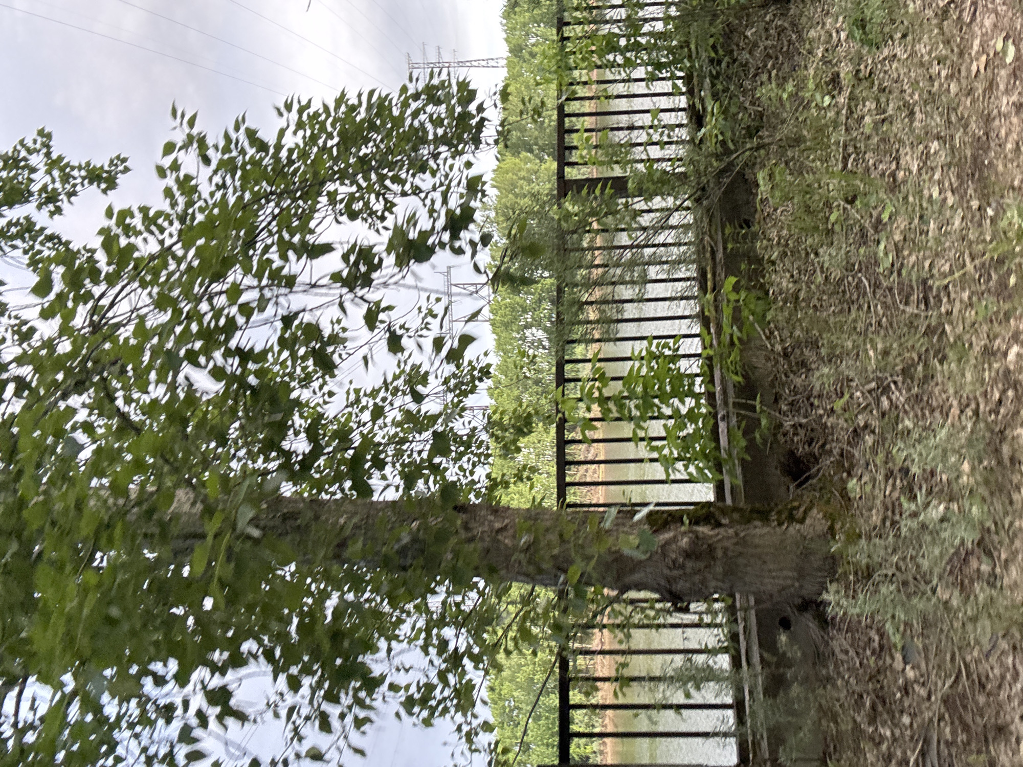 The image shows a landscape with a metal fence running horizontally across the frame. Behind the fence, there appears to be water, possibly a river or a lake. A tree with green foliage is present on the left side, with its trunk extending vertically. In the background, power lines are visible against a cloudy sky. The area to the right of the fence is covered in foliage and ground cover. The image is rotated 90 degrees clockwise. Without further information, pinpointing the exact location within Chaikovsky, Russia, is not possible.