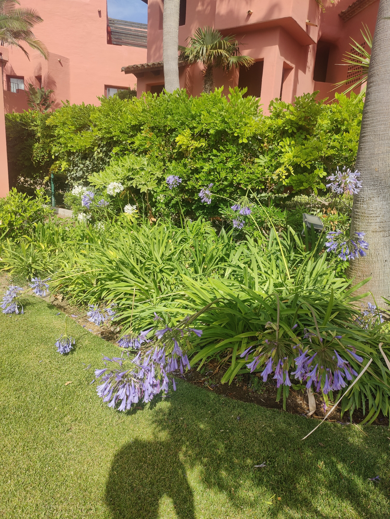 The image depicts an outdoor scene with a building and garden. A salmon-pink, multi-story building with windows and balconies is visible in the background, partially obscured by lush green foliage. A large palm tree trunk is also present on the right side of the frame.
In the foreground, a vibrant garden area features a variety of plants. Long, sword-like green leaves dominate the lower part of the garden, interspersed with clusters of delicate purple flowers. Some of these flower clusters hang downwards, while others are held upright on stalks. White flowers are also visible among the greenery. The garden bed transitions into a neatly mown green lawn.
A shadow of a person is cast on the lawn, suggesting the presence of someone out of frame. The lighting indicates it is daytime, with bright sunlight creating dappled shadows. The scene appears to be in a warm climate, possibly a resort or private garden, given the architecture and plant types. There is no visible text in the image. The overall mood is serene and tropical.