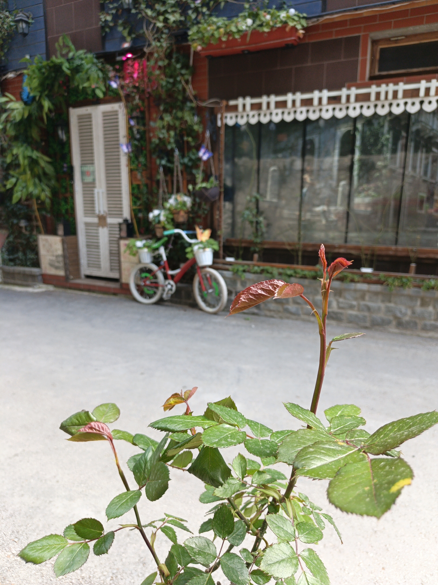 The image shows a street scene, possibly in Каштановское сельское поселение, Ukraine. In the foreground, there is a small rose bush with green leaves and new red growth. In the background, there is a building with a door and windows. A red bicycle with white tires and a green handlebar, decorated with flower pots, is parked in front of the door. The street surface is visible between the rose bush and the building. The building has a decorative fence-like structure above its windows. The overall setting suggests a quiet, possibly residential, area.