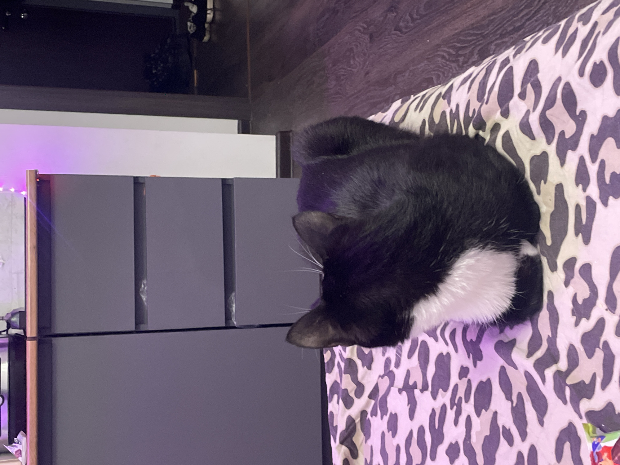 A black and white cat is seen from behind, sitting on a leopard-print blanket. The cat is facing away from the camera, towards a dark doorway. The background includes a gray dresser with visible drawers, a wooden countertop, and a glimpse of a dark-colored hallway with shoes on the floor. A string of purple lights is visible on top of the dresser. The scene appears to be indoors.