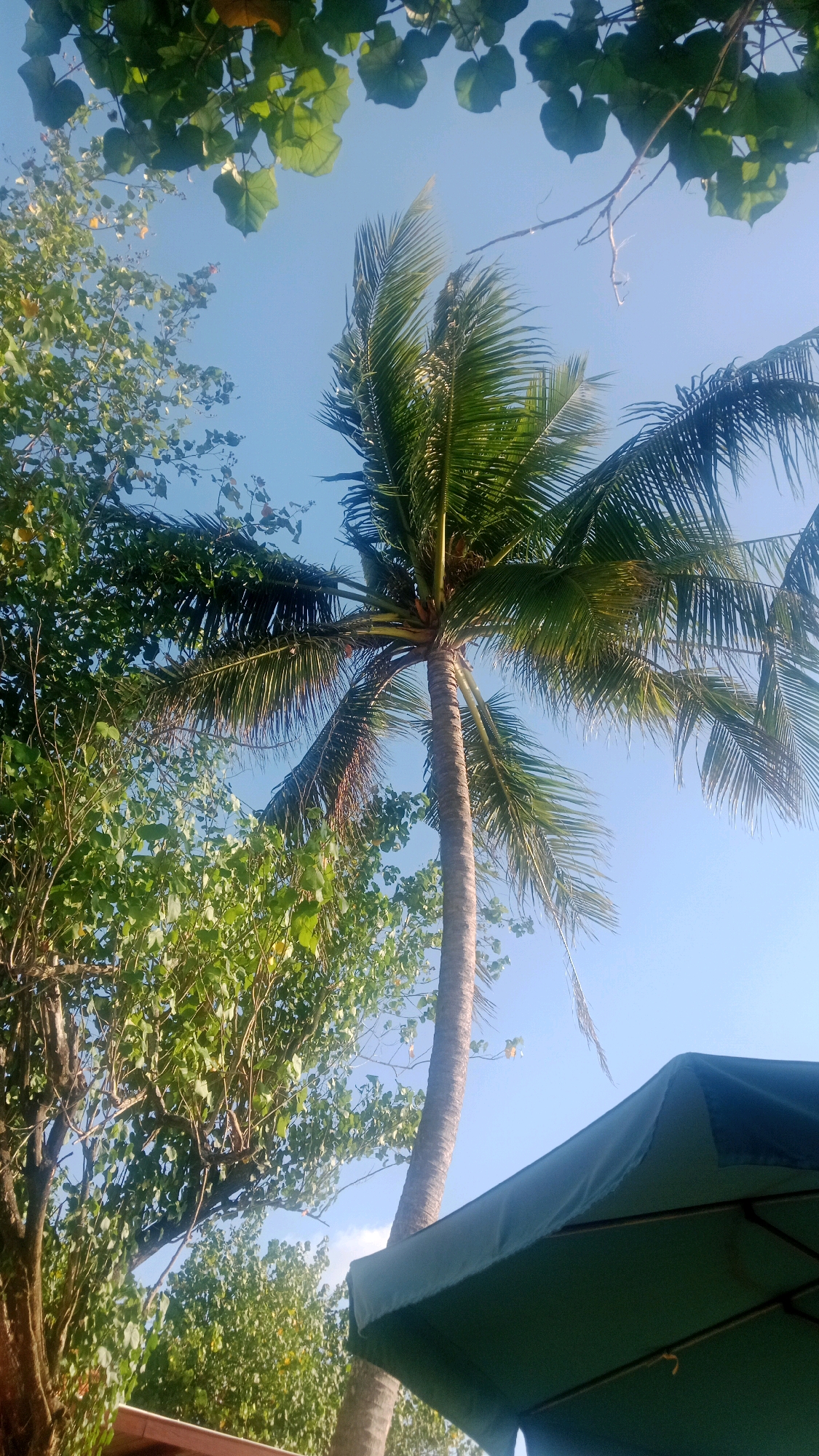 This is a low-angle, outdoor, daytime, eye-level shot of a palm tree and surrounding foliage under a clear blue sky. The palm tree is in the center of the frame, its trunk rising vertically, with its fronds spread out towards the top. To the left of the palm tree, a dense cluster of green leafy trees occupies the left side of the image. In the lower right corner, the top edge of a dark green umbrella or canopy is visible. The scene appears to be in a tropical or subtropical environment, potentially a beach resort or garden area in Kuta, Indonesia, given the presence of palm trees and lush greenery often associated with such locations. There are no people or animals visible in the image. The sunlight suggests a bright, possibly warm day.