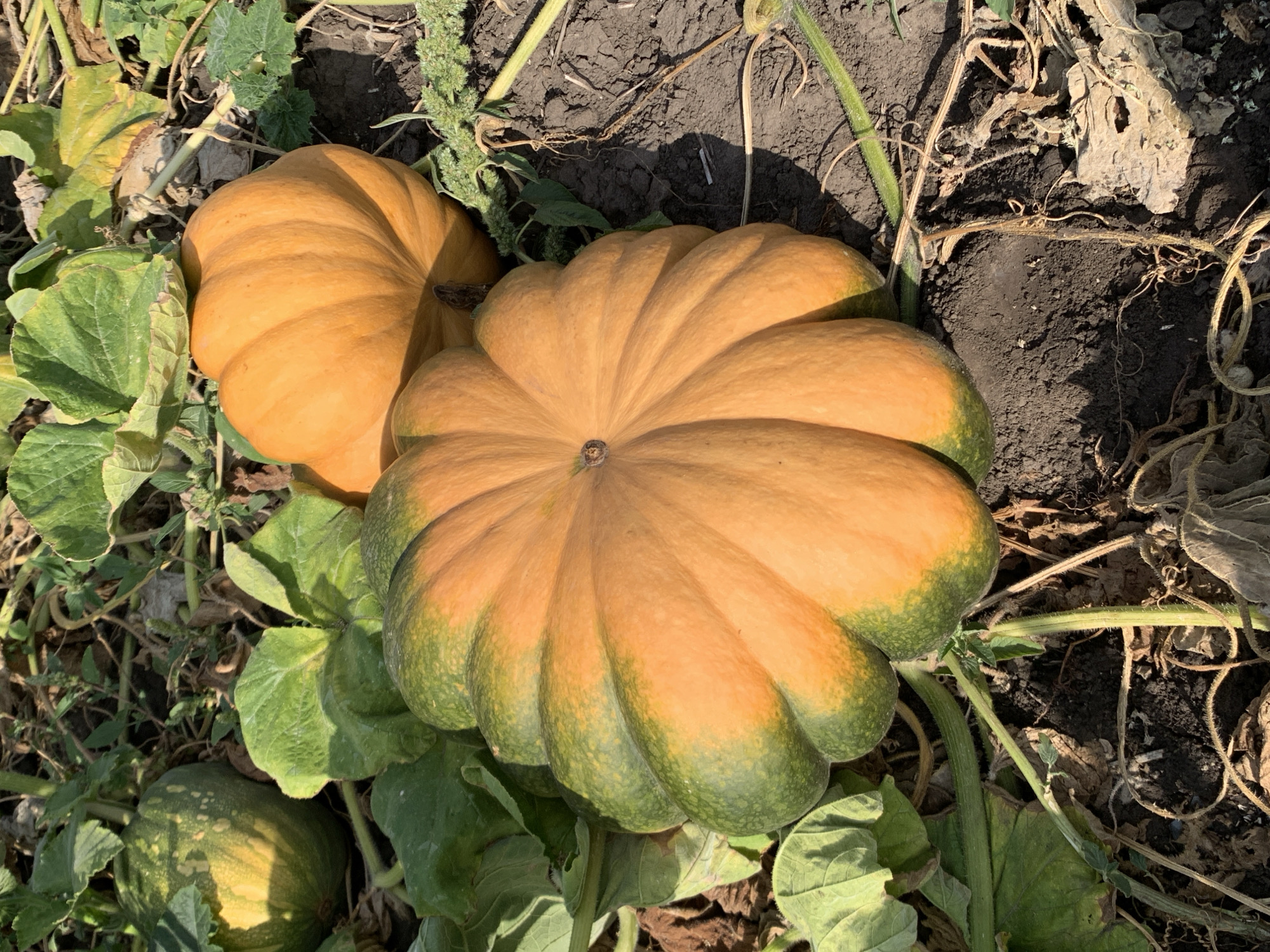 In Tkhorivka, Ukraine, a patch of farmland displays three pumpkins amongst their vines and leaves. The most prominent subject is a large, ribbed pumpkin with a gradient of green to orange, resting in the foreground. To its upper right, a smaller, uniformly orange pumpkin is visible. In the upper left quadrant, a third, partially obscured pumpkin shows a green rind with yellow mottling. The ground is dark soil, with dry leaves and green vines interspersed. The scene is lit by natural sunlight, casting shadows and highlighting the textures of the pumpkins and foliage.