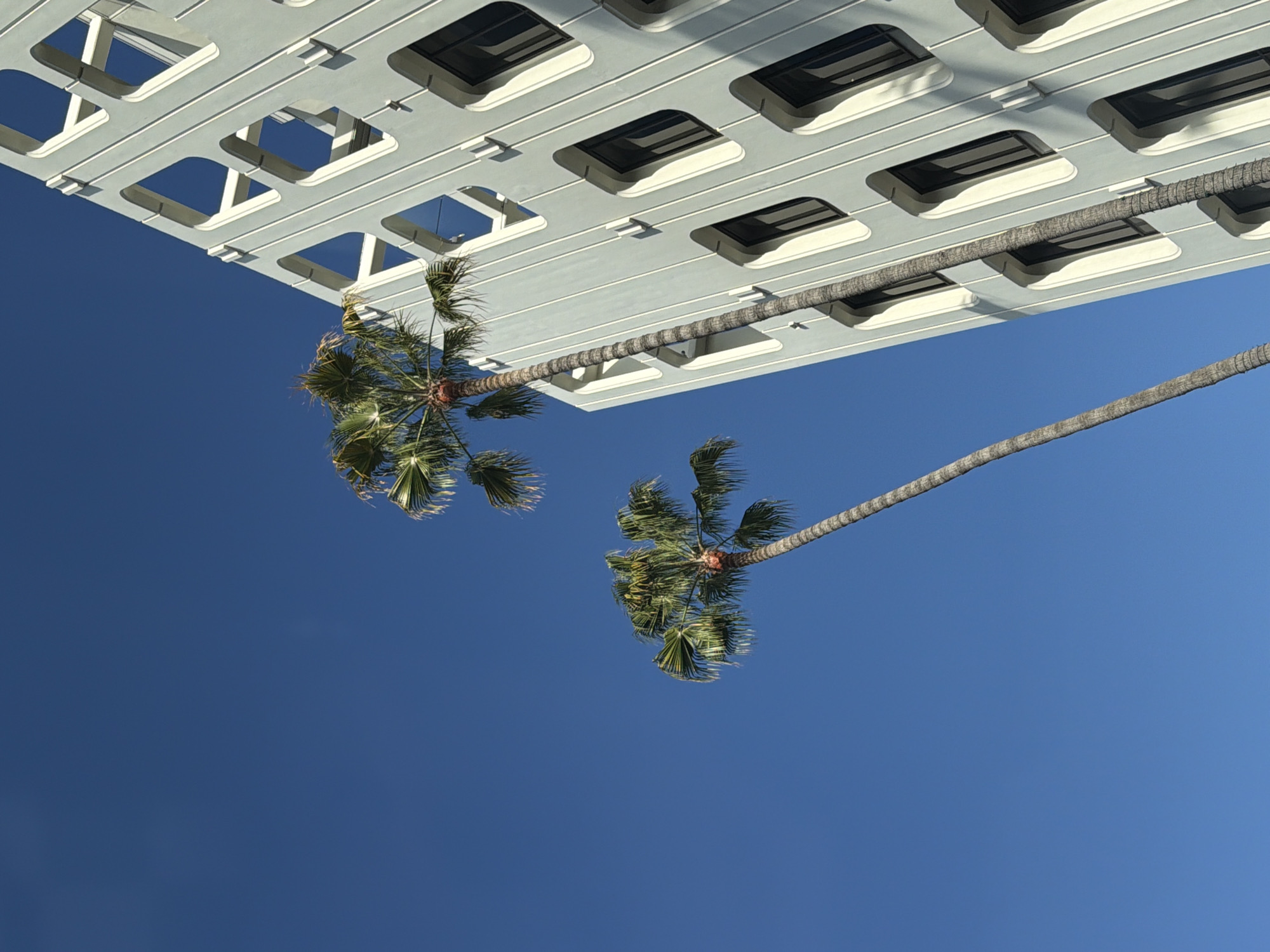 The image shows a low-angle view of two palm trees and a modern building against a clear blue sky in Beverly Hills, United States of America. The building is light blue-grey with a distinctive facade featuring rows of rounded, recessed windows and decorative geometric patterns. The taller palm tree is positioned to the right, its trunk extending diagonally upwards and its fronds reaching towards the top of the frame. A second, shorter palm tree is located to the left, also with its fronds fanning out against the sky. The scene suggests a sunny day in a typically Californian urban environment.