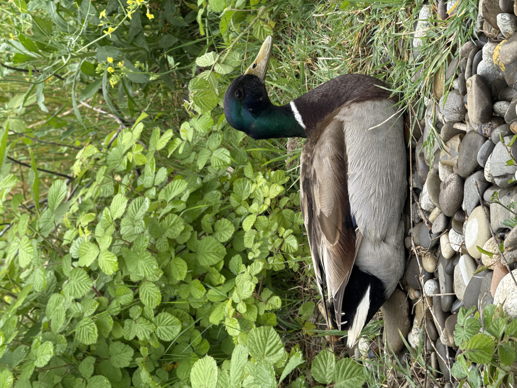 A male mallard duck lies dead on its side, seemingly on the bank of a body of water. The duck's head is tilted upwards. It is situated among a patch of green vegetation, stones, and a bit of grass. The location is possibly Sochi, Russia.