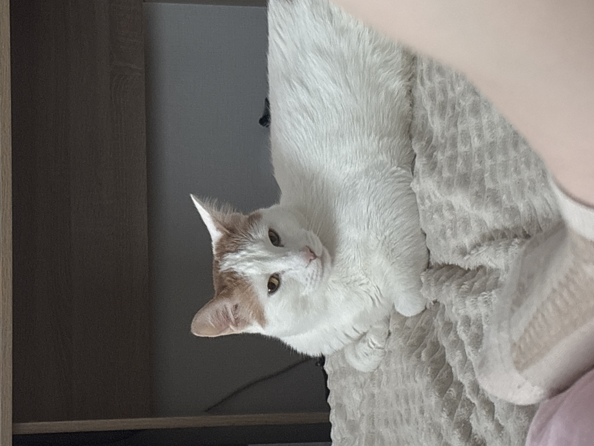 A white cat with orange markings is lying on a textured white blanket. The cat has green eyes and is looking towards the camera. The background includes a wooden cabinet and a gray wall. The image appears to be taken indoors. No information related to the city of Vsevolozhsk, Russia, can be determined from the image.
