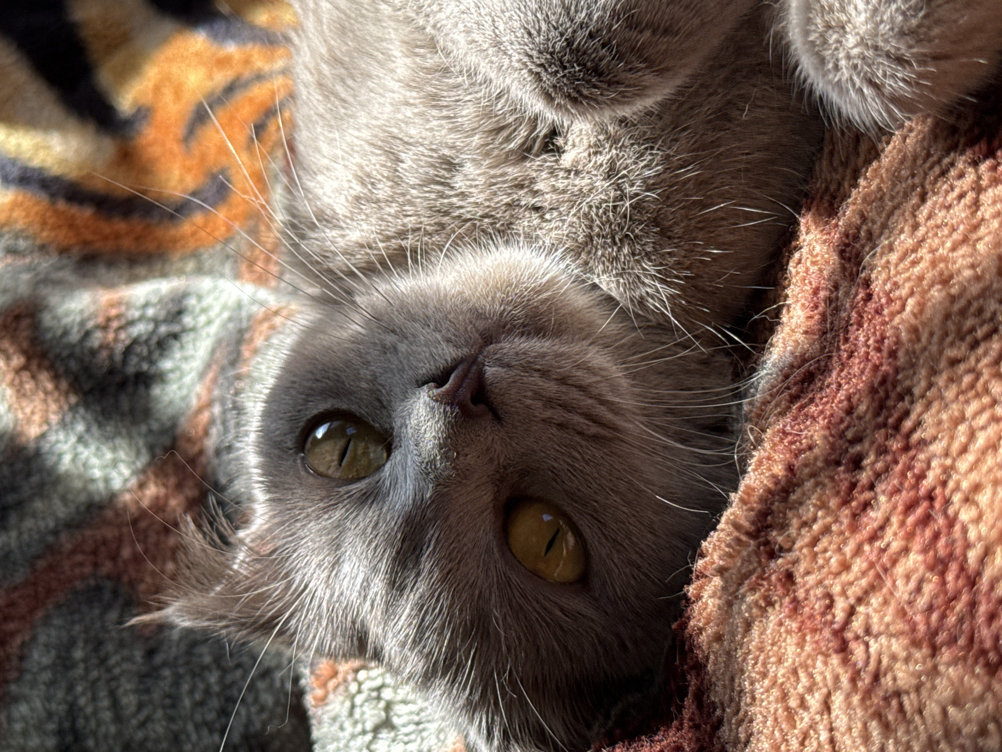 A gray cat with yellow eyes is lying upside down on a multicolored blanket. The blanket is a mix of orange, gray, and brown shades. The cat is the primary subject, filling most of the frame. There is no indication of a location in Yerevan, Armenia. The image appears to be a close-up shot, likely taken indoors.