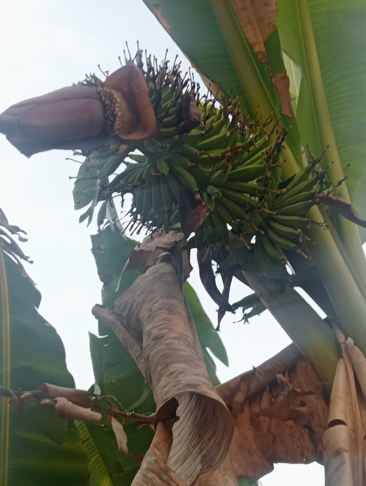 An upward-facing, close-up shot of a banana tree in Kota Negara Timur, Indonesia, features a cluster of developing green bananas and a large, purplish-brown banana blossom. The leaves of the tree are a vibrant green, though some have begun to dry and curl at the edges, showing shades of brown. The sky is overcast and white, suggesting a cloudy day. The image is focused on the produce and bloom of the banana plant, with the background of the sky and other leaves providing context.