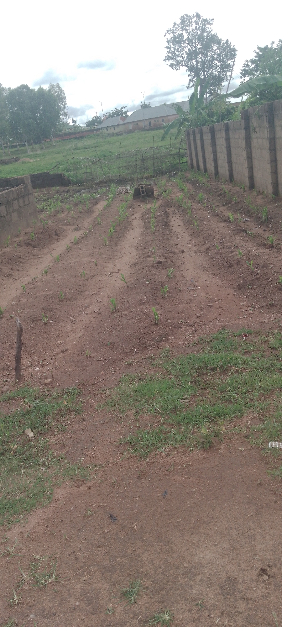 The image depicts an agricultural field with rows of young plants, likely corn, in the city of Jalingo, Nigeria. The soil is predominantly reddish-brown dirt, with some patches of green grass interspersed. In the background, a concrete block wall runs along the perimeter of the field, and beyond that, there are buildings and lush green trees. The sky is overcast, suggesting a cloudy day. The overall scene is a rural or semi-rural agricultural setting within an urban environment.