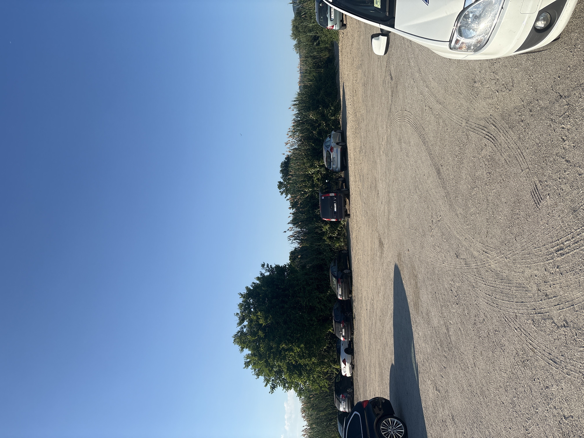 A low-angle, medium shot captures an outdoor parking lot on a clear, sunny day in Nesebar, Bulgaria. The ground is composed of light-colored gravel and sand, marked with tire tracks. A line of cars is parked along the far side of the lot, parallel to a dense row of tall, green reeds and a large, leafy tree. The cars visible include a black Audi A4, a black Mercedes-Benz C-Class, a white convertible Mercedes-Benz E-Class, a silver Ford Focus, and a black minivan. A white car is partially visible in the foreground on the right side of the frame, with its front bumper, headlight, and part of the hood in view. The sky is a clear, vibrant blue.