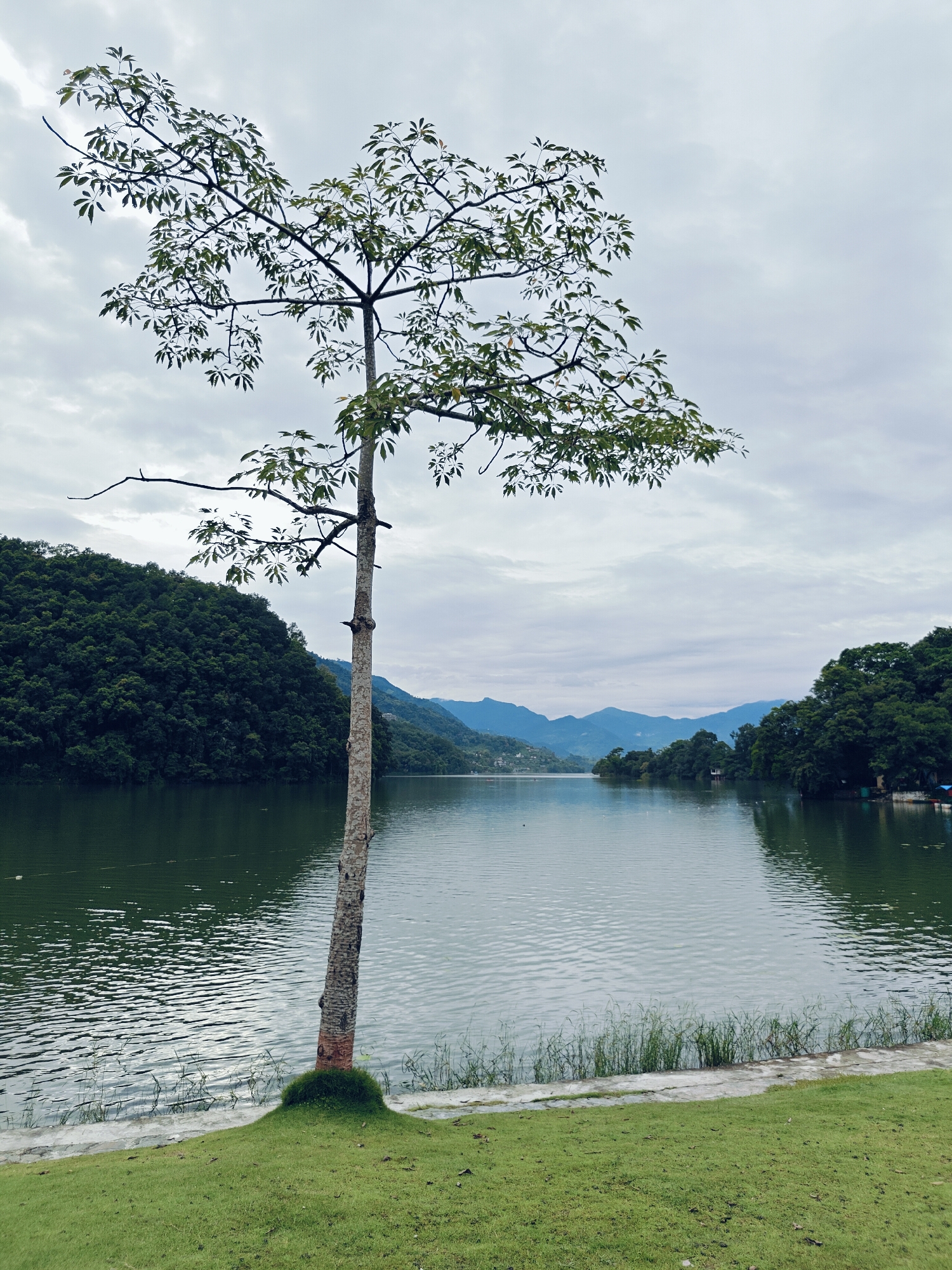 In Pokhara, Nepal, a tall, slender tree with sparse green foliage stands on the left side of the frame. Its trunk is light brown with dark horizontal markings. The tree is positioned on a grassy slope that leads down to the water's edge.
The water, a deep green, occupies the majority of the foreground and middle ground, rippling gently. Beyond the water, lush green hills covered in dense forest rise up. The distant background features a range of blue-tinged mountains under a cloudy, overcast sky. The sky is a pale gray with scattered white clouds.
On the right bank of the lake, scattered buildings and more trees are visible, partially obscured by the natural landscape. The overall scene depicts a tranquil, natural setting.