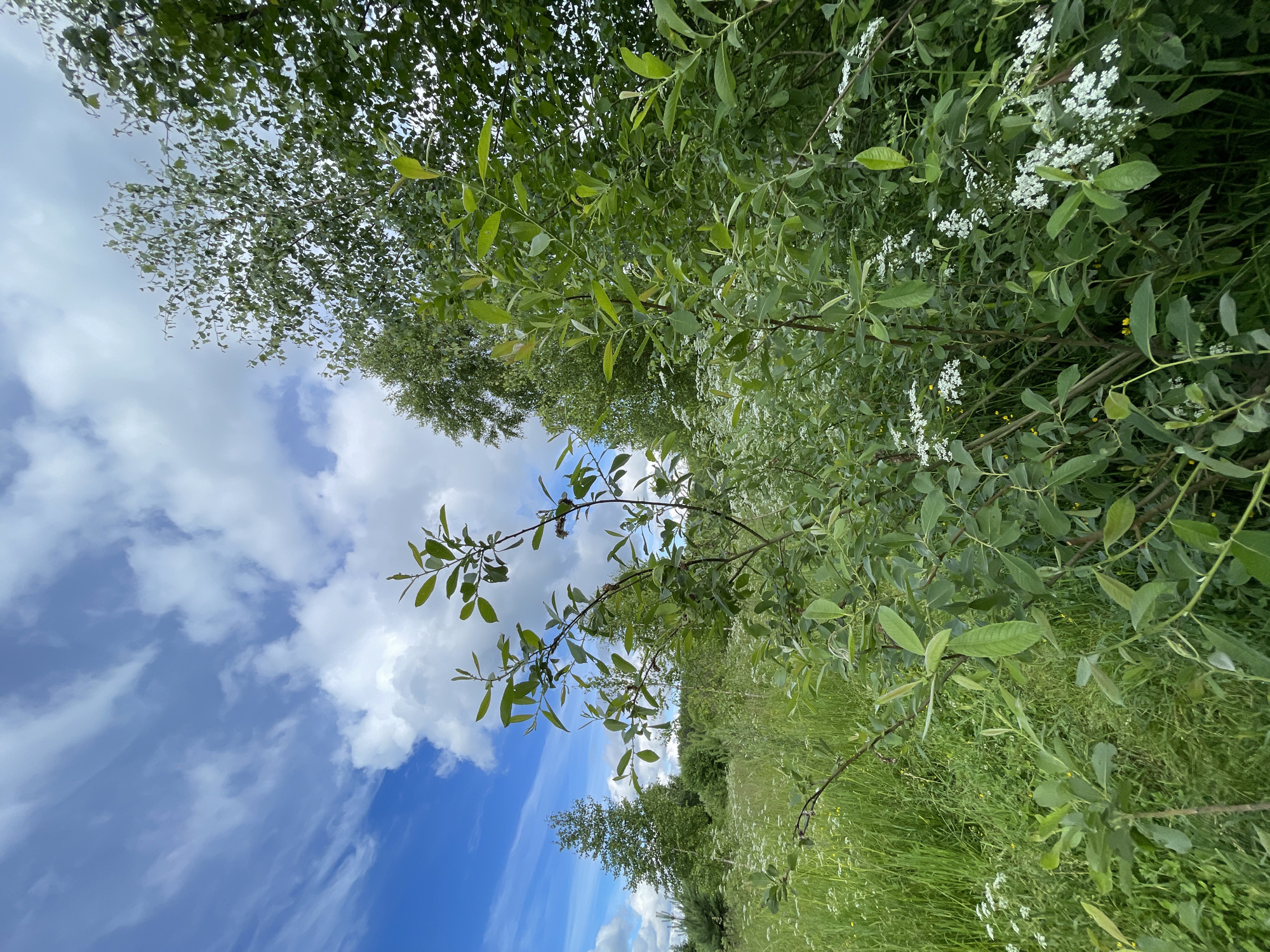 The image depicts a vibrant natural scene in Коротиха, Russia, on a clear day with scattered clouds. The foreground is dominated by lush green foliage, with various trees and plants showcasing their leaves. A prominent tree branch with elongated green leaves extends across the frame from the left, reaching towards the right. Amongst the greenery, delicate white wildflowers are scattered, adding a touch of color and detail to the dense vegetation. Further back, more trees form a backdrop, suggesting a wooded area or park.
The sky above is a brilliant blue, adorned with fluffy white clouds and wispy streaks, indicating a fair weather condition. The perspective is from a low angle, looking upwards, which emphasizes the scale of the trees and the expanse of the sky. The overall impression is one of natural beauty and tranquility, evoking a sense of peace and the simple joys of being outdoors. There is no visible text or human activity in the image. The time of day appears to be daytime, given the bright sunlight illuminating the scene.