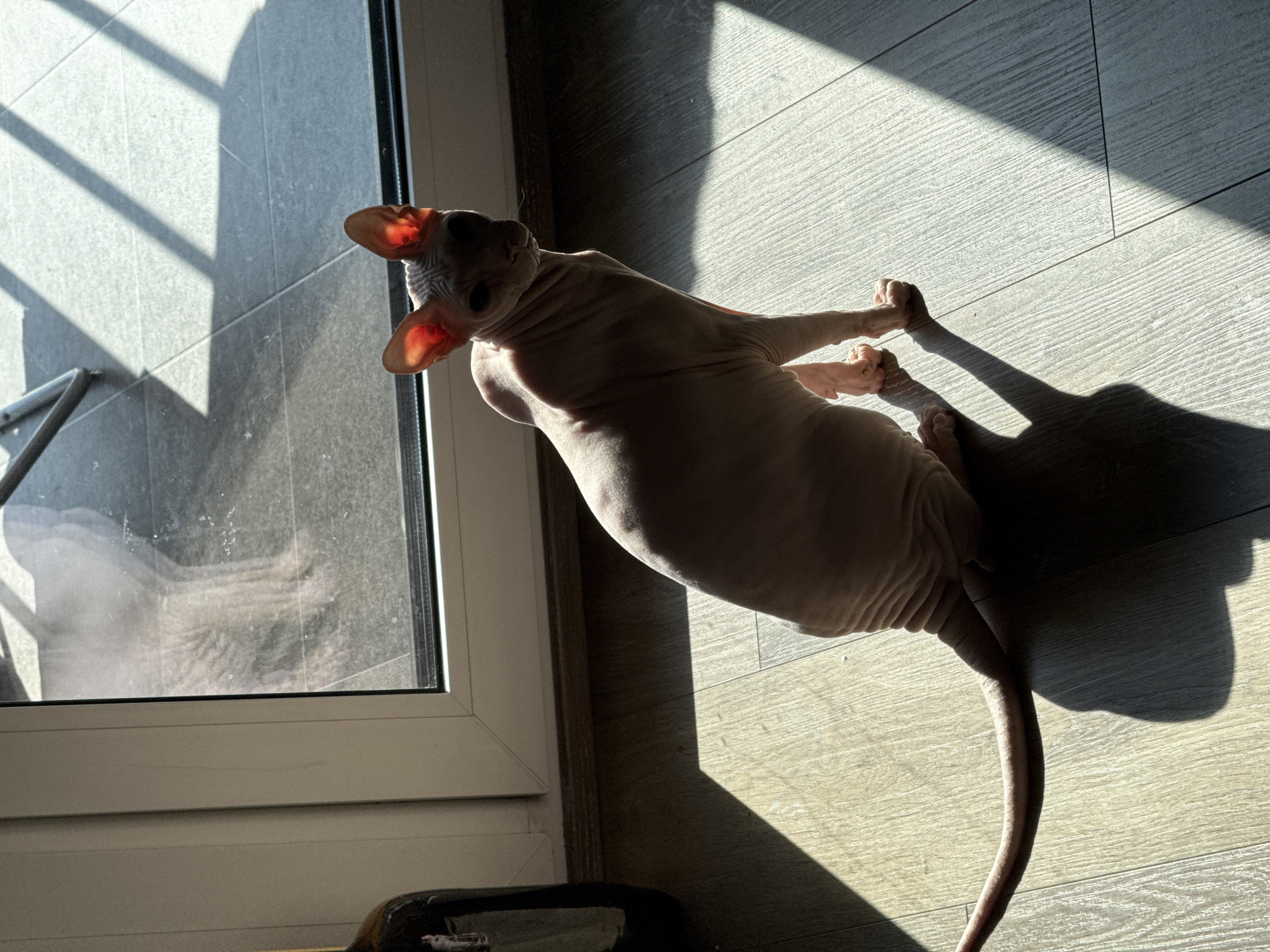 A hairless cat, likely a Sphynx breed, sits on a wooden floor in a room. Sunlight streams through a large window, casting distinct rectangular shadows across the floor and the cat's body. The cat is light pink in color, with visible skin folds and large ears that are illuminated by the sunlight. Its tail extends to the left, casting a shadow on the floor. The background shows a portion of the window, through which a blurred image of an outdoor patio or tiled area can be seen. To the far left, a dark-colored bottle is partially visible. The scene appears to be indoors, in a residential setting. There is no specific information in the image to indicate the location in the city of Krasnoyarsk, Russia.