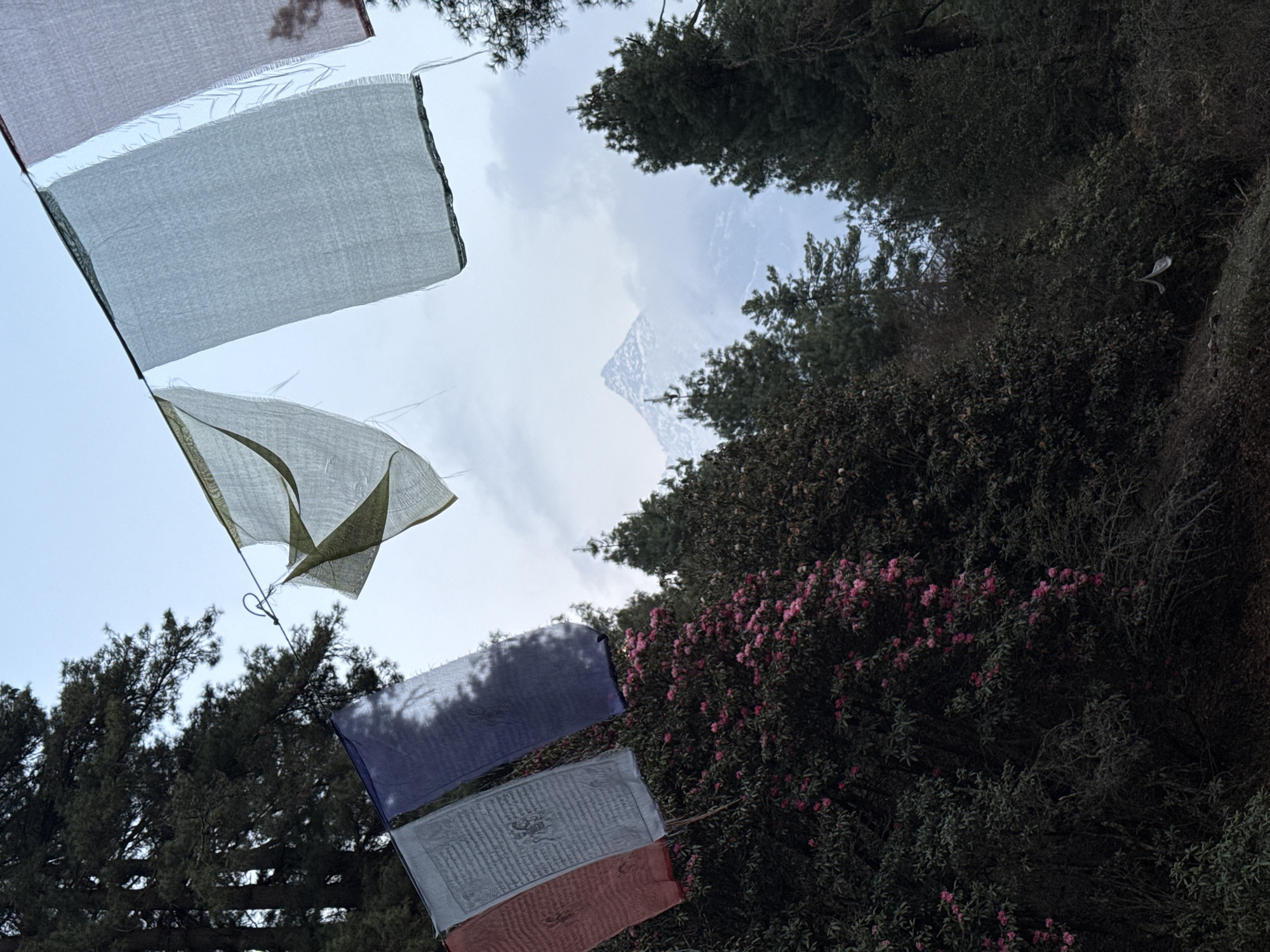 The image depicts a view upwards through prayer flags, trees, and rhododendron bushes, towards a partially obscured mountain peak, likely located in the vicinity of Namche, Nepal. The prayer flags are strung across the foreground and are of various colors: white, green, blue, gray, and reddish-brown. The trees are a mix of evergreen varieties and bare branches, creating a dense canopy. A section of rhododendron bushes with pink flowers is present on the right side of the frame. The sky is overcast with gray clouds partially concealing the mountain peak in the background. The overall light suggests an overcast day. There are no people or human interactions directly visible in the frame.
