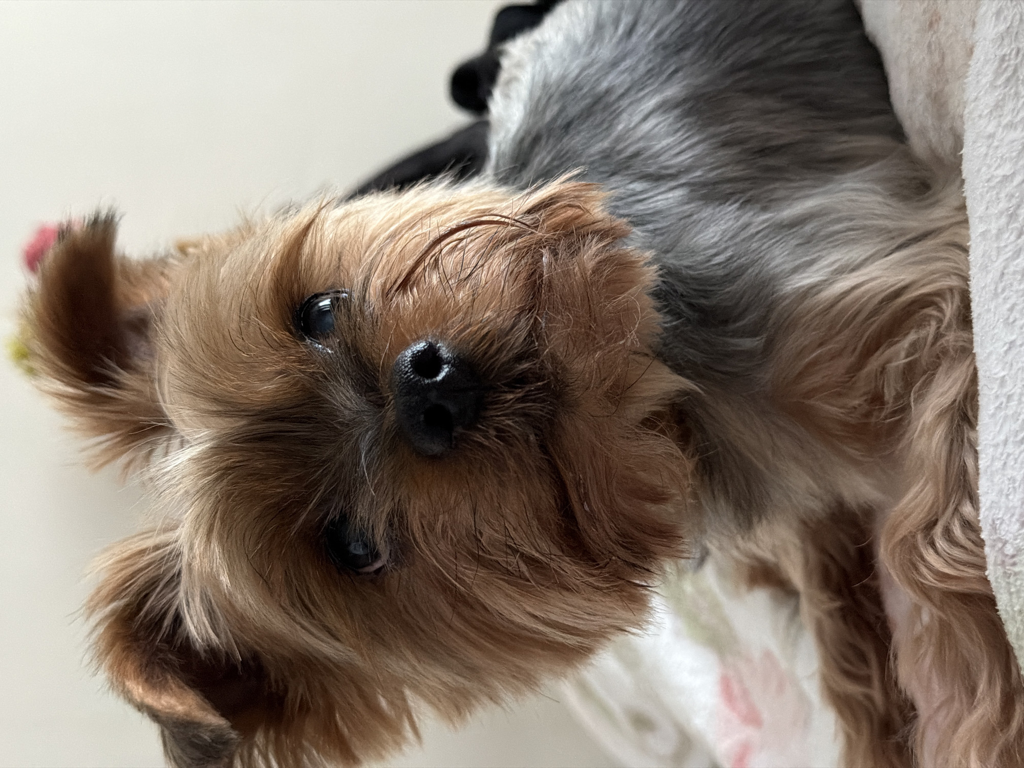 A close-up shot depicts a small dog, likely a Yorkshire Terrier, lying down. The dog has brown and grey fur. Its dark eyes and nose are prominently featured. The dog is lying on a patterned surface near a white, fluffy material that could be a blanket or towel. The image is rotated, causing the dog to appear sideways in the frame. No information suggests this photo was taken in Izhevsk, Russia.