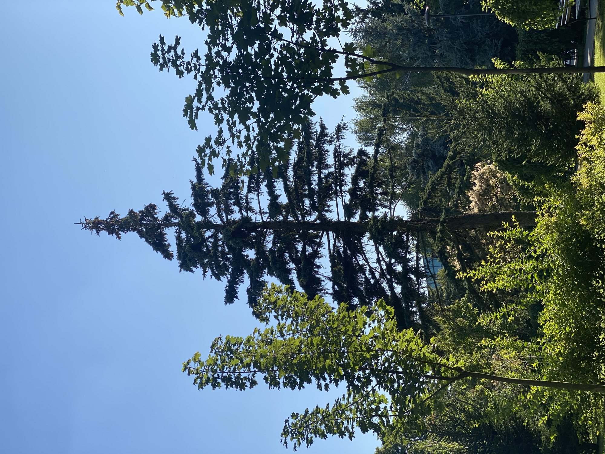 The image captures a bright, sunny day in a park in Chișinău, Moldova. The clear blue sky dominates the upper portion of the frame. In the foreground, several deciduous trees with vibrant green leaves are visible. To the left, three trees stand tall and slender, their leaves catching the sunlight. In the center, a large, mature evergreen tree with a dark, dense canopy is the most prominent feature. To its right, another deciduous tree with distinct maple-like leaves forms a silhouette against the sky. The background is filled with a variety of lush green trees, indicating a well-maintained park or garden. Sunlight illuminates the foliage, creating a sense of warmth and tranquility. The overall scene is one of natural beauty within an urban setting.
