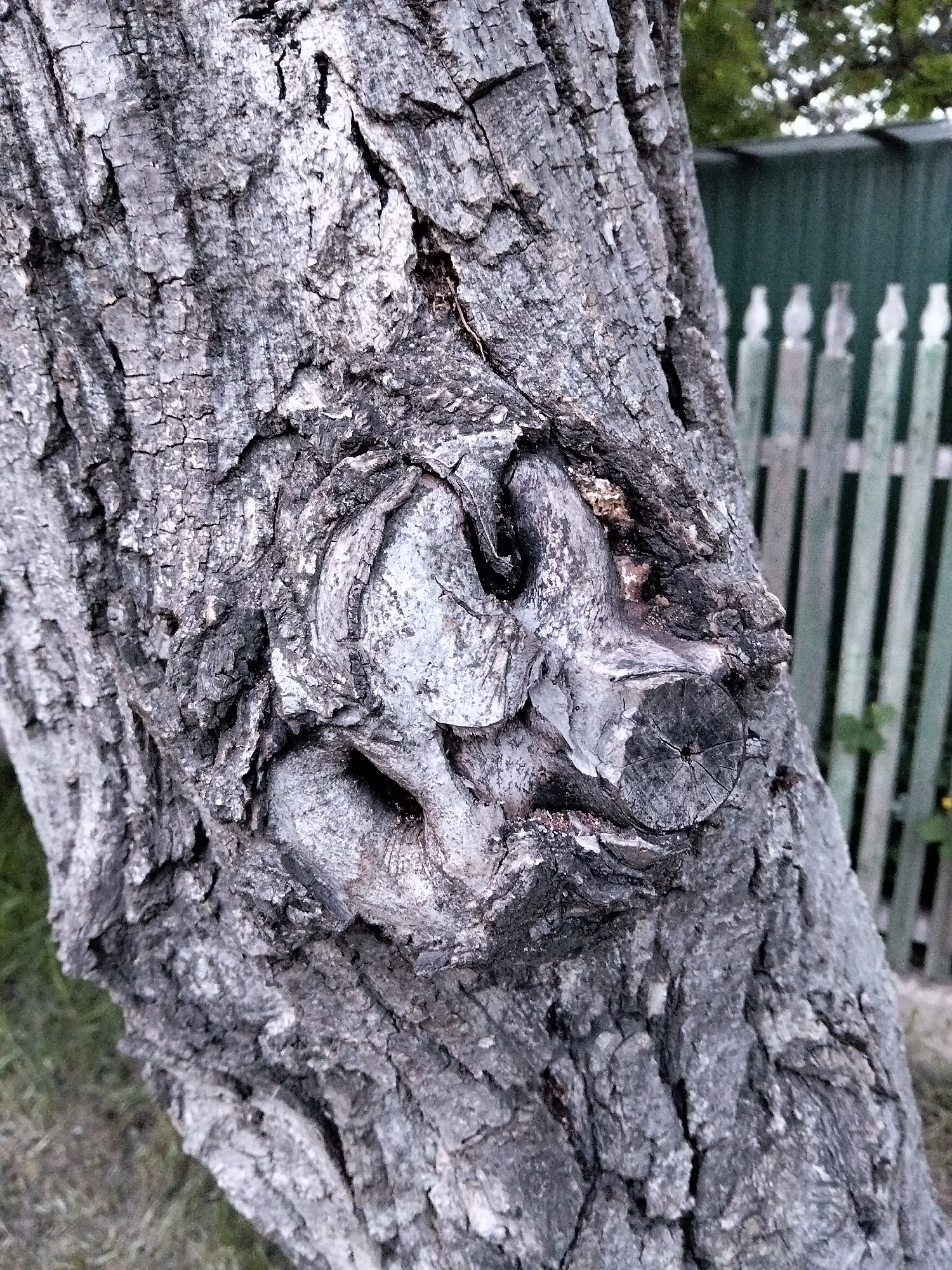 This image, captured in Biliaivka, Ukraine, presents a close-up, angled view of a tree trunk. The trunk occupies the majority of the frame, positioned centrally and extending vertically. Its bark is characterized by a rough, deeply fissured texture, displaying a color palette of varying shades of gray, dark gray, and silver, with some darker, almost black crevices. A prominent, irregularly shaped knot or outgrowth is situated on the right side of the trunk, exhibiting complex, gnarled textures. Within this growth, a circular, sawn-off branch stub is visible, revealing faint concentric rings of wood. The lower left portion of the image shows out-of-focus green grass. In the blurred background, a two-tiered fence structure is discernible. The upper section appears to be a solid, dark green barrier, possibly metal, while the lower section features a light-colored, picketed fence with distinct decorative tops on the individual pickets. Overhead and to the far right, indistinct green foliage and a hint of a lighter sky suggest an outdoor environment. No people, animals, or explicit actions are present in the scene. The lighting is diffused, resulting in soft shadows and a generally subdued, natural illumination.