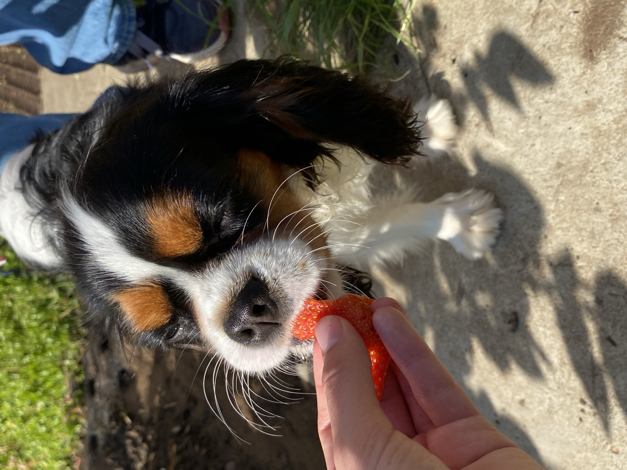 A close-up shot shows a person's hand holding a ripe strawberry to a Cavalier King Charles Spaniel. The dog's eyes are closed as it eagerly nibbles the fruit. The background is blurred, with hints of green grass and a concrete surface, suggesting an outdoor setting likely in Votkinsk, Russia, on a sunny day. The dog has a tri-color coat of black, white, and tan.