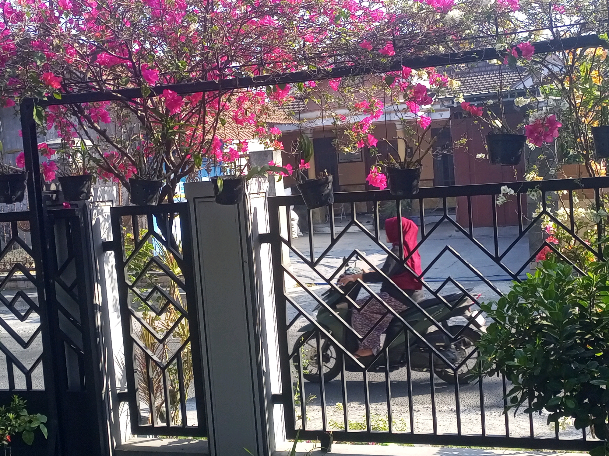 A person wearing a red hijab and a patterned garment is riding a dark-colored motorcycle. The motorcycle has a visible rear wheel and fender. The person is partially obscured by a black metal fence with a geometric diamond pattern. Behind the fence, several potted plants with vibrant pink and red bougainvillea flowers are visible, suspended from a black metal structure. The background shows residential buildings with tiled roofs and other vegetation. The scene appears to be a street or driveway in a residential area in Ngasem, Indonesia, likely during daylight hours given the shadows and bright lighting.