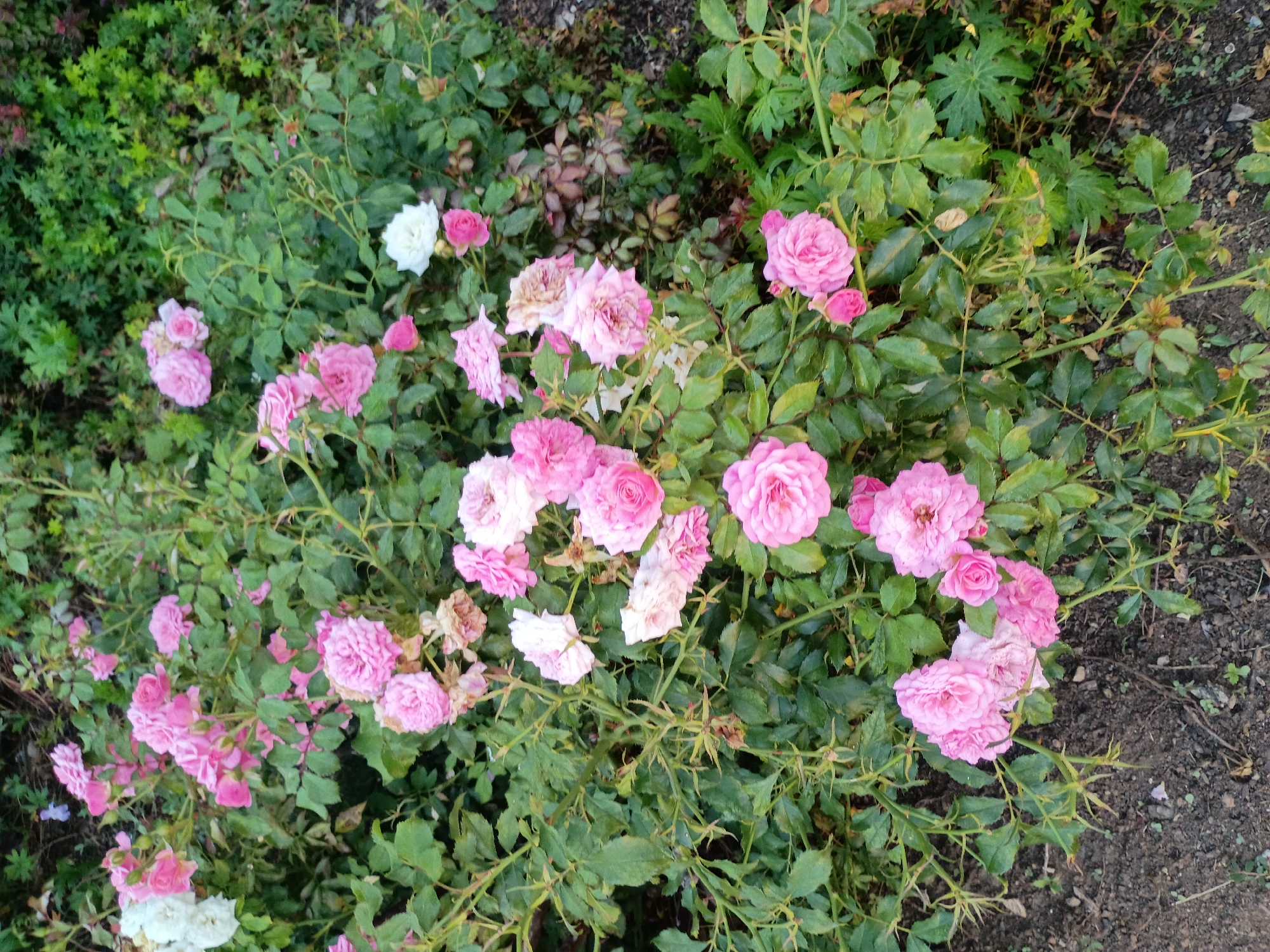 The image shows a close-up, overhead view of a rose bush with numerous pink and white blooms. The roses are in various stages of bloom, with some fully open and others still in bud. The foliage is lush and green, with some dried leaves and branches interspersed. The ground below the bush is a mix of soil and dried leaves. The scene appears to be in a garden or park setting. There are no people visible in the image. The location is described as Nicholasville, United States.