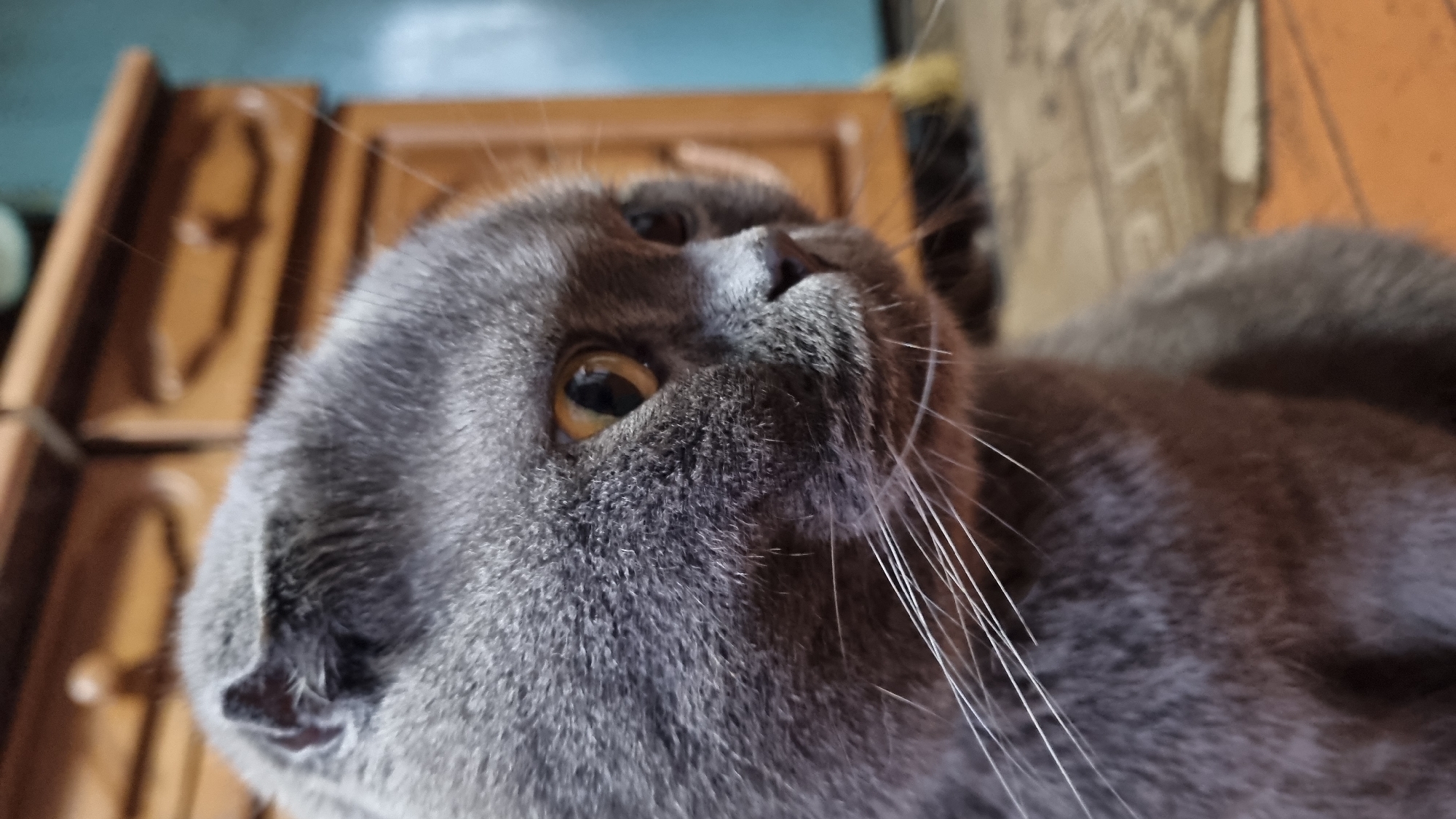 A close-up, eye-level, indoor, medium shot shows the head of a grey Scottish Fold cat in Vysokoe, Russia. The cat is facing right, with its head angled slightly downwards and its left ear folded down. Its large, amber eyes are open and looking forward. The cat's fur is short and dense. In the background, a wooden dresser with drawers is visible, and to the right, a teal wall and a patterned rug. The lighting is dim, suggesting it may be evening.