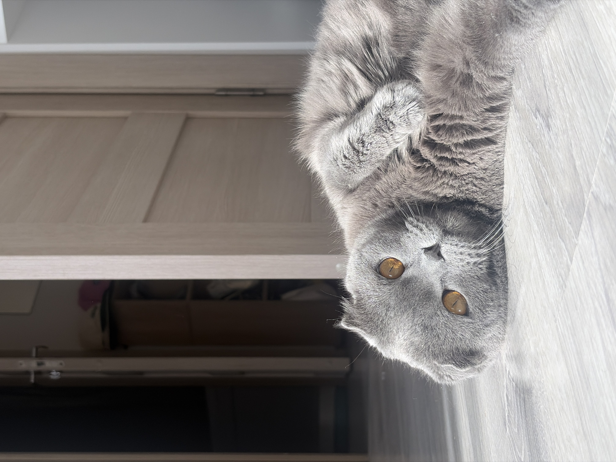 An interior scene in Saint Petersburg, Russia, depicts a grey domestic cat with folded ears and amber eyes. The cat is lying on its left side on a light-colored, wood-grain floor, with its head turned directly towards the camera. One front paw is tucked against its body. Strong natural light illuminates the scene from the right, creating visible highlights on the cat's fur and the floor. In the background, the edge of a light-colored wooden door or door frame is visible on the far right. To the left, a second light-colored wooden door is partially ajar, revealing a darker room beyond. Within this darker room, a light-brown wooden modular shelving unit or cabinet is visible, with a pink textile item resting on its top surface.