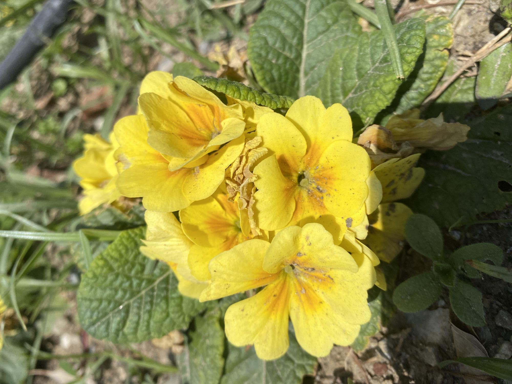 The image shows a cluster of yellow primrose flowers with green leaves, situated outdoors on a ground covered with dirt, grass, and some small debris. The flowers feature a darker orange hue towards the center. The photograph appears to have been taken during the day, with adequate sunlight. While I cannot pinpoint the specific location within Alanya, Turkey from this image alone, the presence of primroses suggests a mild climate conducive to such flowering plants.