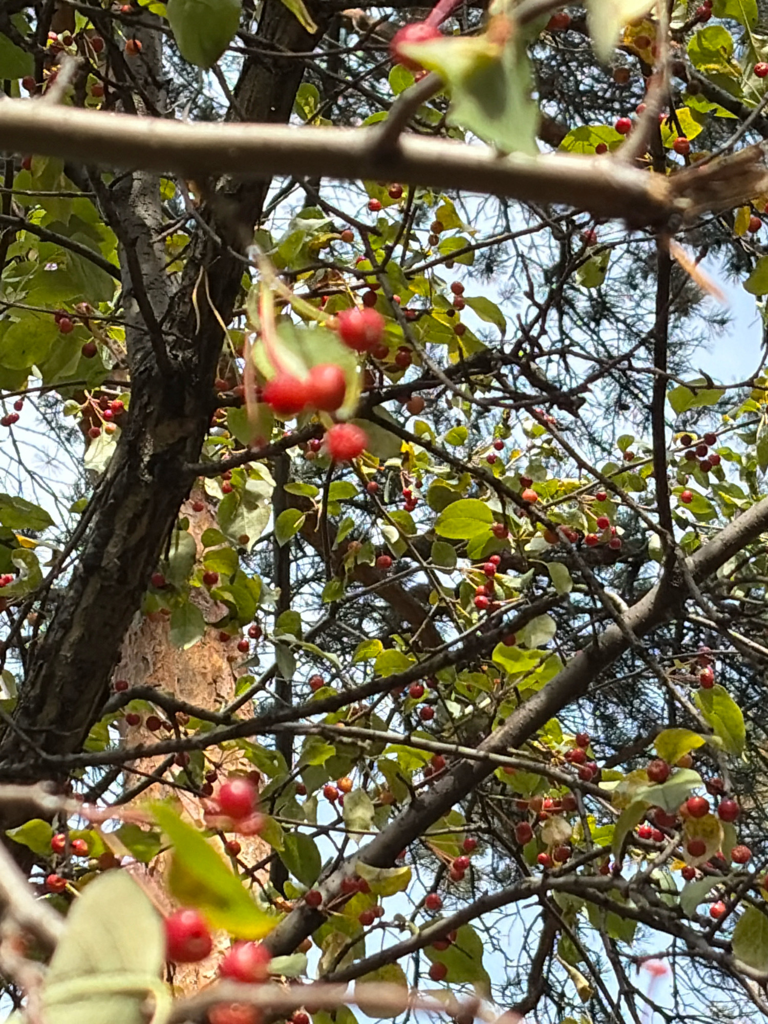 The image captures a close-up view of a tree branch laden with small red berries and green leaves. The tree appears to be outdoors, with sunlight filtering through the foliage. The berries are clustered together, some in small groups, and range in color from bright red to a deeper, darker red. The leaves are varied in size and shape, with some showing hints of yellowing, suggesting a possible autumn season. The branches are woody and textured, with a rough bark visible on the main trunk on the left side of the image. The background is blurred but suggests a sky with some lighter areas, possibly clouds or open sky. The overall impression is one of nature's bounty, with a focus on the details of the fruit and foliage. The location is described as being in the city of Angarsk, Russia, though no specific landmarks or urban elements are visible in the image itself to confirm this.