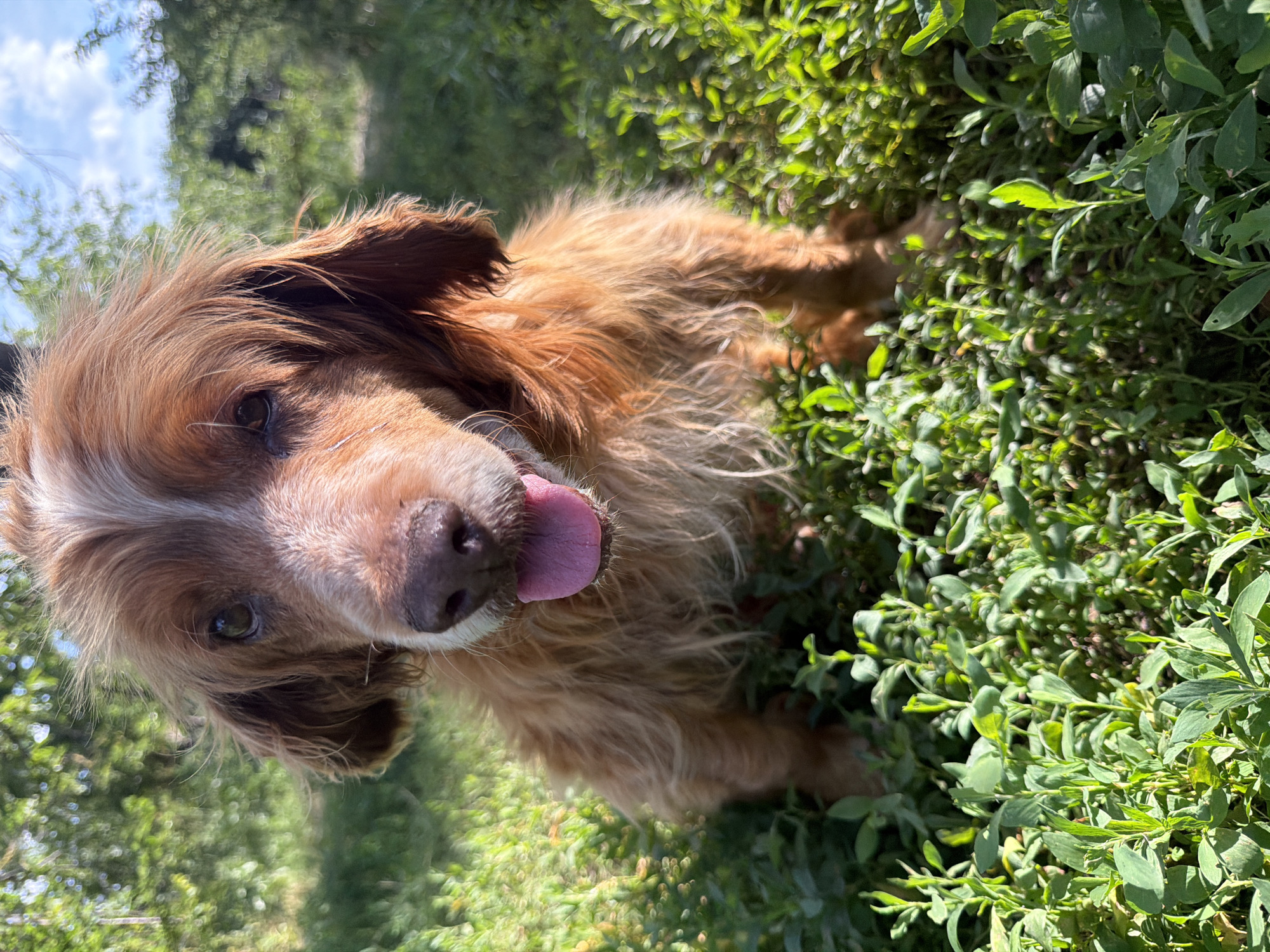 An adult, long-haired, light brown and white dog sits in tall green grass. The dog's tongue is hanging out of its mouth. The background is blurred, showing greenery and a blue sky with white clouds. The scene appears to be outdoors in a rural or park-like setting. There is no discernible evidence to indicate the location is the city of Leningradskaya, Russia.