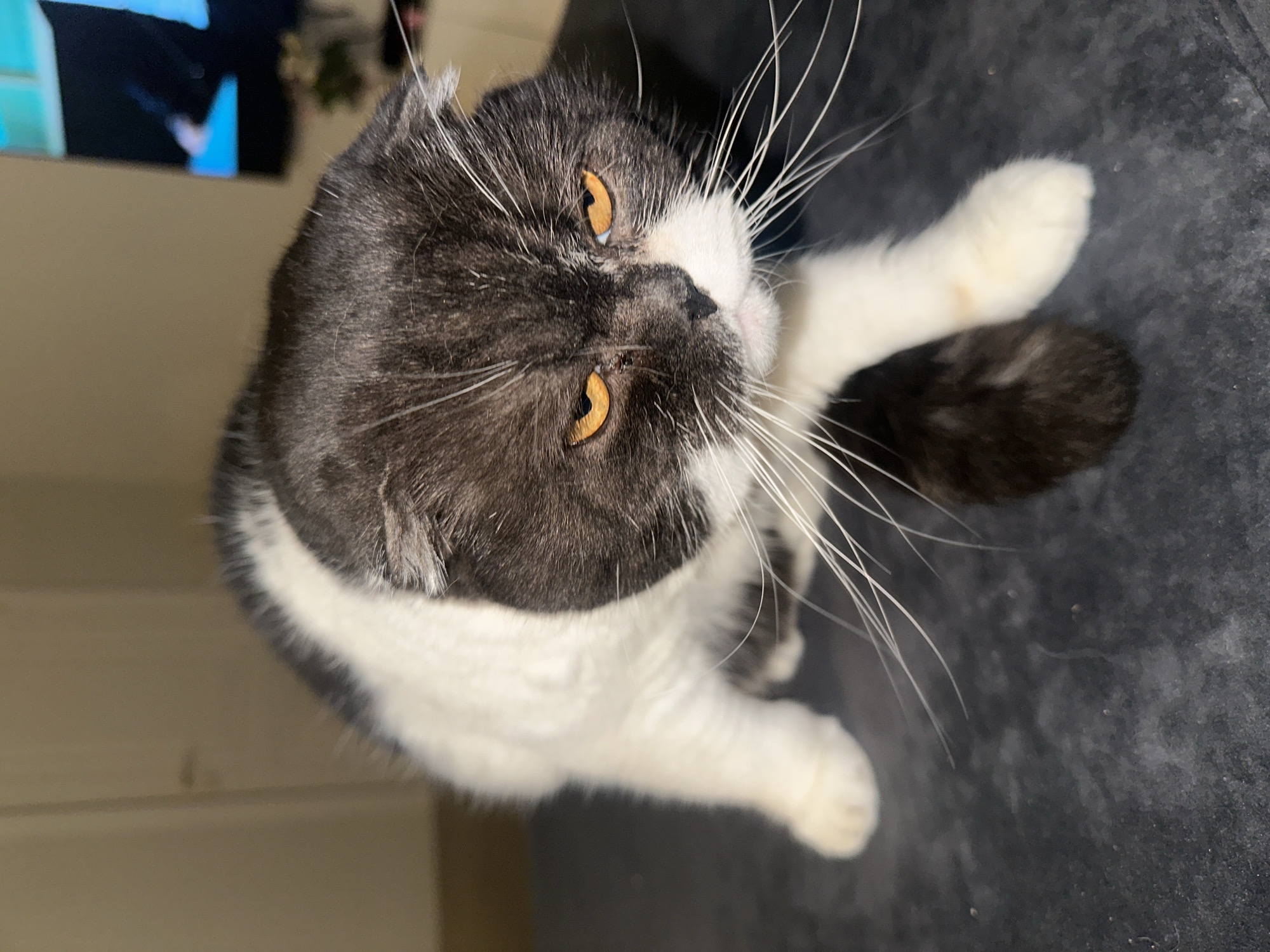 A close-up, high-angle shot depicts a black-and-white cat with amber eyes. The cat is positioned on a dark, textured surface. Its fur pattern is predominantly black on its head and back, transitioning to white on its chest and paws. The cat's tail is partially visible and appears to be black. It has long, white whiskers that extend outward. The background includes a partially visible television screen in the upper left corner and a neutral-colored wall. The cat is looking up and slightly to the left. There is no indication of the location being in the city of Kharnavy, Russia.