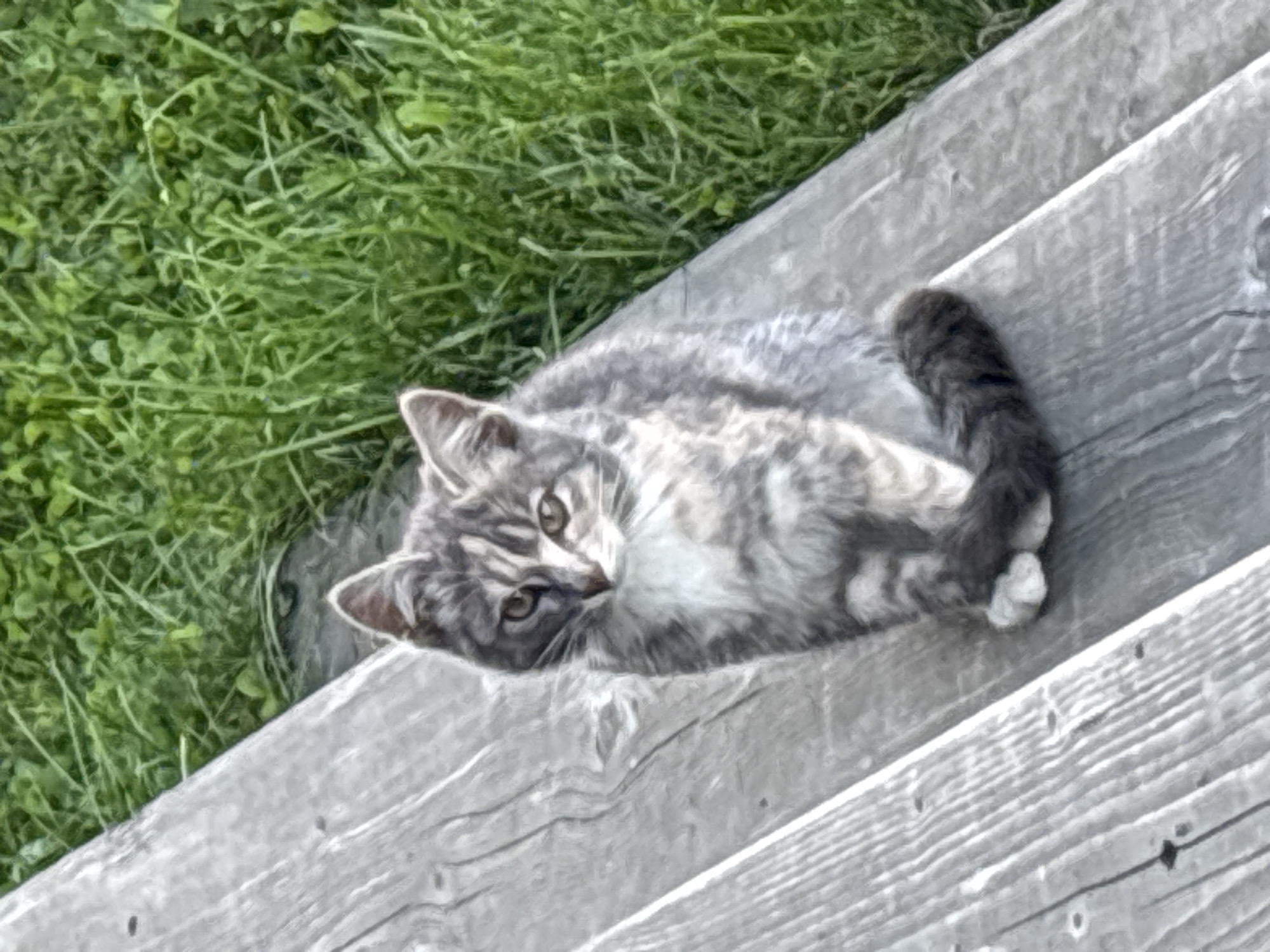 A grey and white tabby kitten is sitting on weathered wooden steps. The kitten is facing forward and looking towards the camera with its paws crossed in front of it. The background consists of green grass. The scene appears to be outdoors.