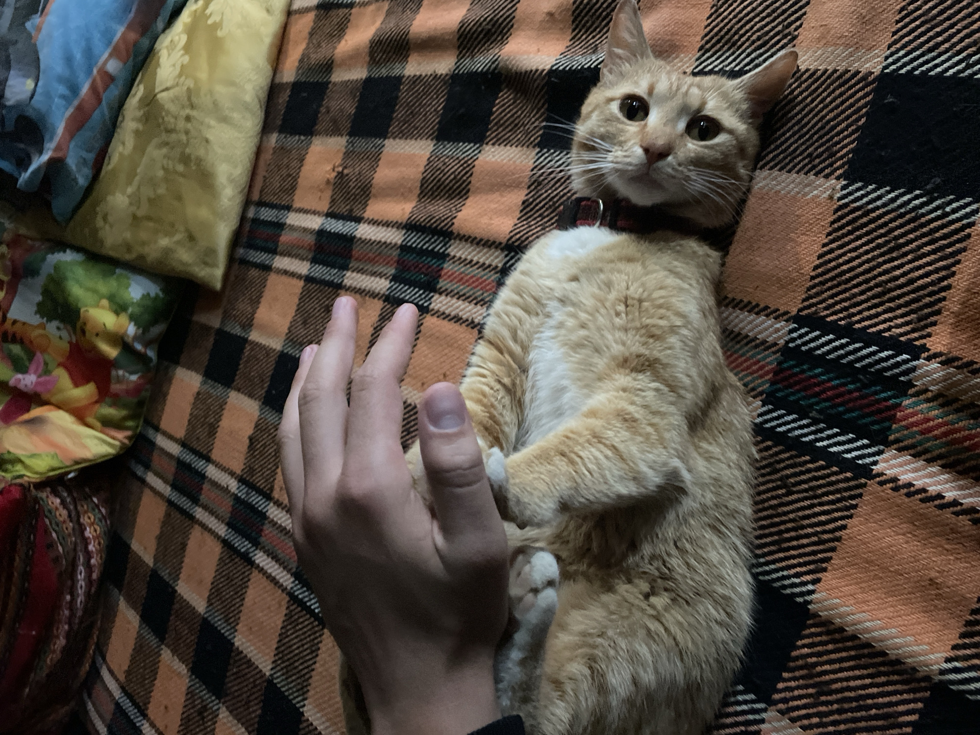An orange tabby cat is prominently featured, lying on its back or side on a plaid blanket. The cat has bright, dark eyes, long white whiskers, and is wearing a red and black plaid collar. Its front paws are curled near its chest, and a human hand is gently placed close to its paws, suggesting interaction or petting. The cat looks directly at the camera with an alert, curious, and relaxed expression.
The cat is positioned on a warm-toned plaid blanket with a pattern of orange, black, and thin white stripes, interspersed with hints of red and green. In the background, to the left of the cat, are several pillows or cushions. One is a golden-yellow with an ornate embroidered design, another appears to be blue, and a partially visible third cushion features a colorful scene with what looks like Winnie the Pooh characters on a green background.
The indoor setting suggests a cozy, domestic environment, likely a bed or sofa. The lighting is relatively dim, hinting at an evening or low-light condition. No specific weather is discernible, and there is no visible text in the image. The scene captures a moment of affectionate interaction between the human and the cat in Zlatograd, Bulgaria.