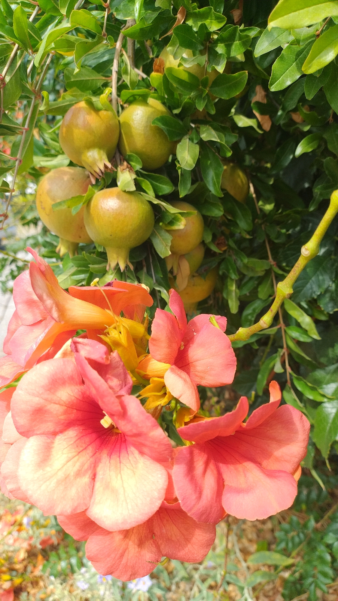 In Agia Triada, Greece, a close-up shot showcases a vibrant pomegranate tree laden with unripe, pale green fruit, interspersed with blooming orange and pink trumpet-shaped flowers. The leaves of the tree are a lush green, providing a dense backdrop to the fruits and flowers. The scene is set outdoors, with hints of other plants and foliage in the blurred background, suggesting a garden or natural setting. The lighting appears to be natural daylight, casting soft shadows and highlighting the textures of the petals and fruits.