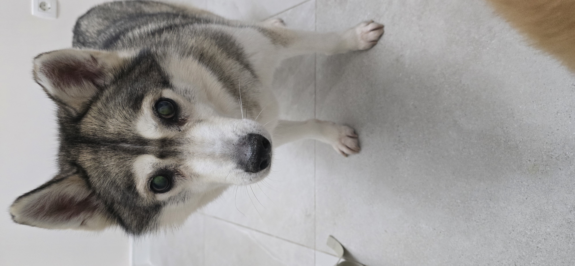 A gray and white husky-type dog is lying on a light gray tiled floor. The dog is looking directly at the camera with green eyes. The dog's face is a mix of gray and white fur. The front paws of the dog are extended. A portion of another, possibly brown, dog is visible in the upper right corner of the image. A white electrical outlet is visible in the upper left of the image. The location is likely indoors, possibly a home. No specific information indicates that this is Podgorica, Montenegro.
