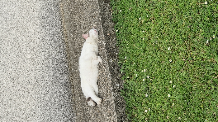 The image shows a white cat laying on its side on a gray concrete surface with its head turned to the right. The cat is sleeping. The concrete surface is bordered by green grass with small white flowers scattered throughout. The cat is located on a concrete step.  The scene is in Libourne, France, at coordinates 44.907, -0.237.