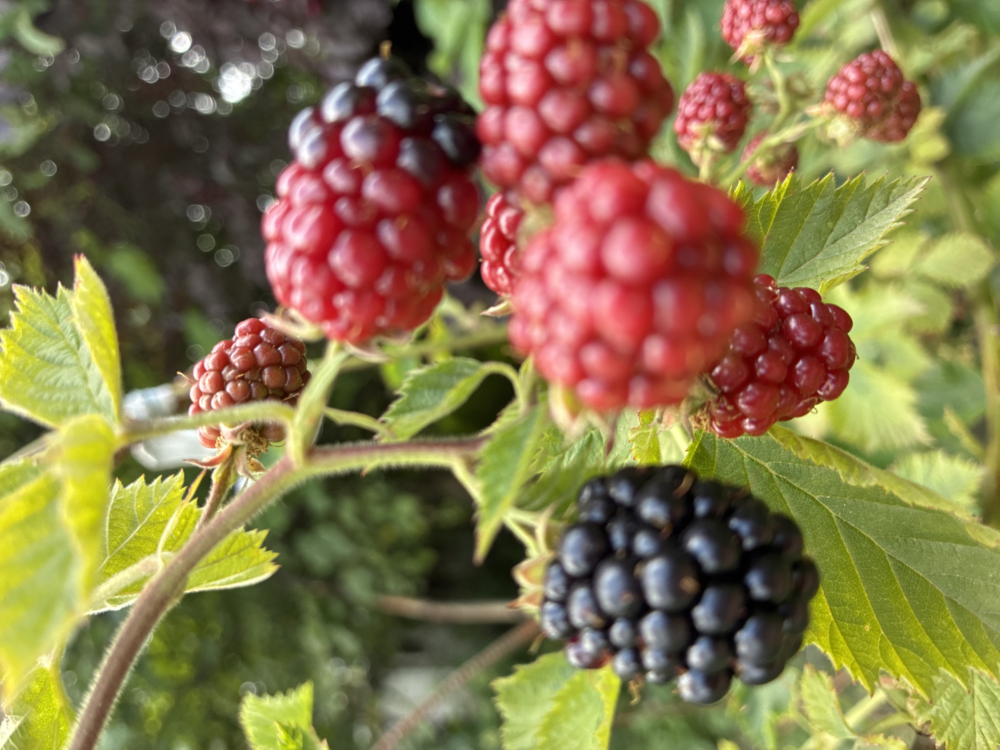 A close-up, eye-level shot captures a cluster of ripe blackberries and raspberries on a bramble bush. The foreground is dominated by a plump, dark blackberry on the left, with its individual drupelets clearly defined. To its right, a cluster of bright red raspberries, some with a hint of purple, are also in focus. Behind these, more raspberries, varying in ripeness and color, are visible. The background is a blur of green leaves and dappled sunlight, suggesting an outdoor setting. The image does not depict any people or specific urban features that would allow for precise location identification within Chernoyarskaya, Russia. The scene is static, showcasing the natural beauty of the fruit and foliage.