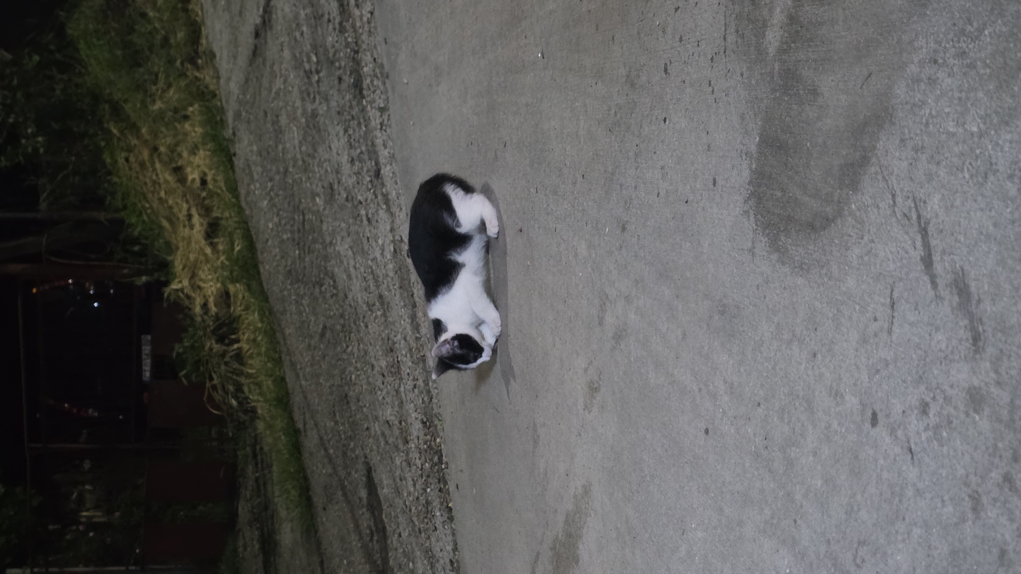 The image displays a black and white cat situated on a concrete path outdoors at night in Redina, Bulgaria. The cat, exhibiting a tuxedo pattern with a black back and head and white chest and paws, is the primary subject, positioned slightly left of center and facing downwards. It appears to be either standing or crouching on the grey concrete surface.
To the left of the concrete path, a narrow strip of grass is visible, transitioning from green to a lighter, possibly dry, yellowish-green hue. Beyond this grassy edge, the background is largely obscured by darkness, indicating low light conditions consistent with nighttime. Faint, blurred light sources and dark, indistinct shapes in the background suggest the presence of distant buildings or structures. The concrete path itself shows subtle textures and some minor, scattered dark marks or debris. No human figures are present, and the cat appears solitary. There is no visible text in the image.