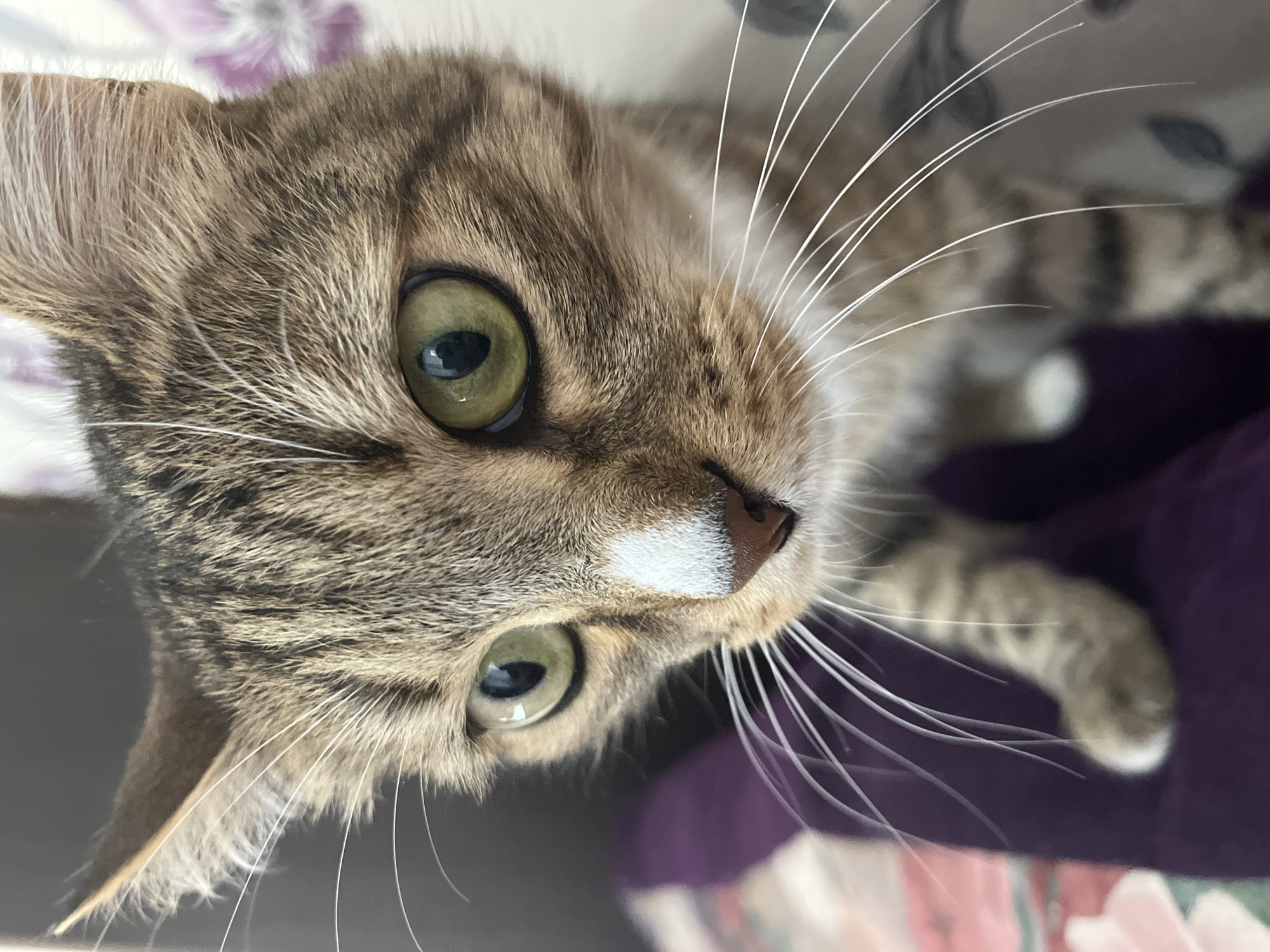 A close-up, slightly angled shot of a tabby cat's face. The cat has green eyes and long, white whiskers. The background is slightly blurred and appears to be a patterned fabric with purple hues. The cat's fur is a mix of brown and grey tones. The cat is indoors. There is no data about the location being Izhevsk, Russia.