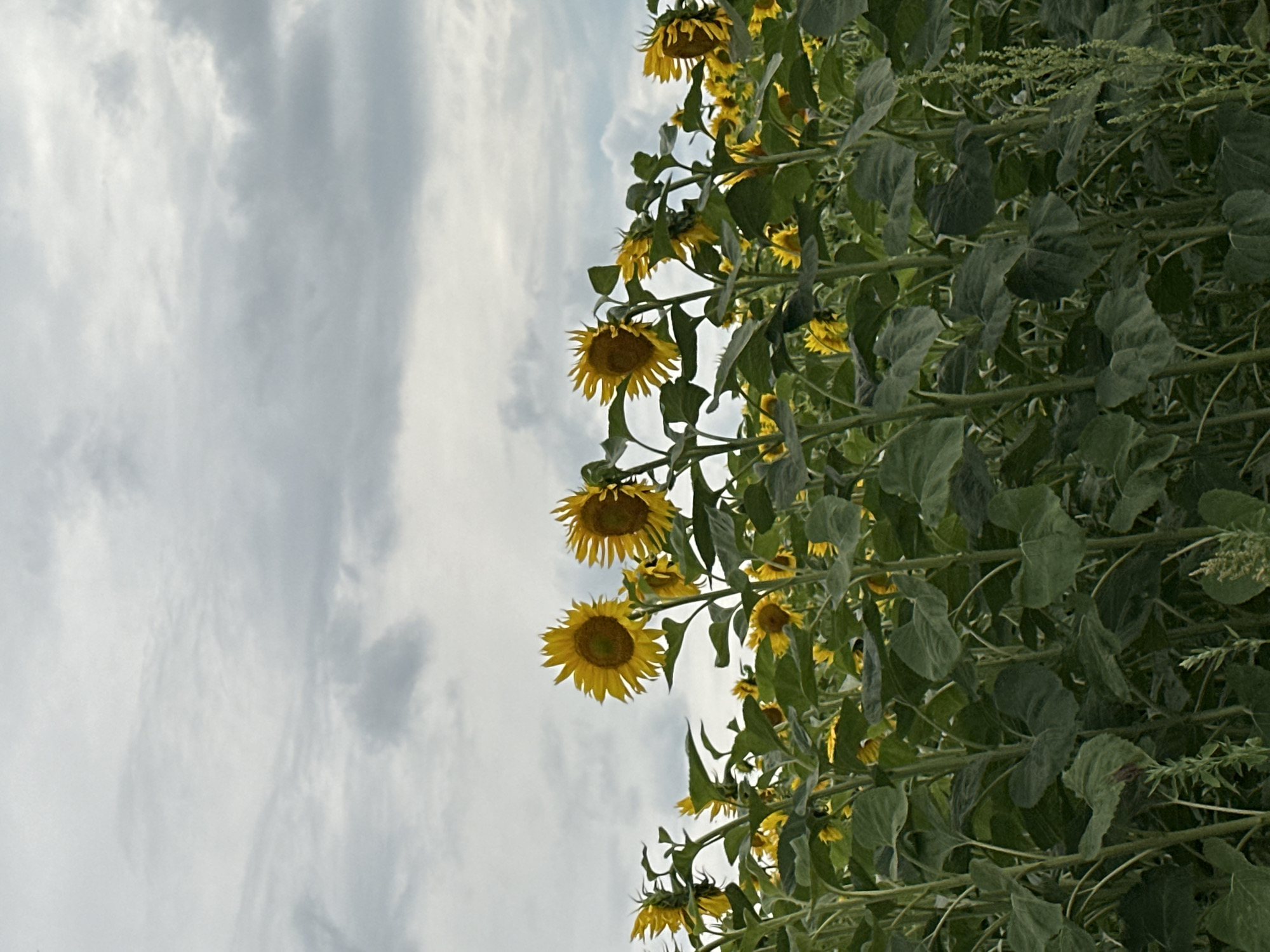The image depicts a field of sunflowers under a cloudy sky in Korchivka, Ukraine. The sunflowers are in full bloom with their characteristic yellow petals and dark centers, standing tall on thick green stalks. The lower portion of the image is dominated by the dense foliage of the sunflower plants, with large, rough leaves. The sky above is filled with a mix of light and dark gray clouds, suggesting an overcast or impending stormy weather. The scene is entirely natural, with no people or man-made structures visible, focusing solely on the natural beauty of the sunflower field.