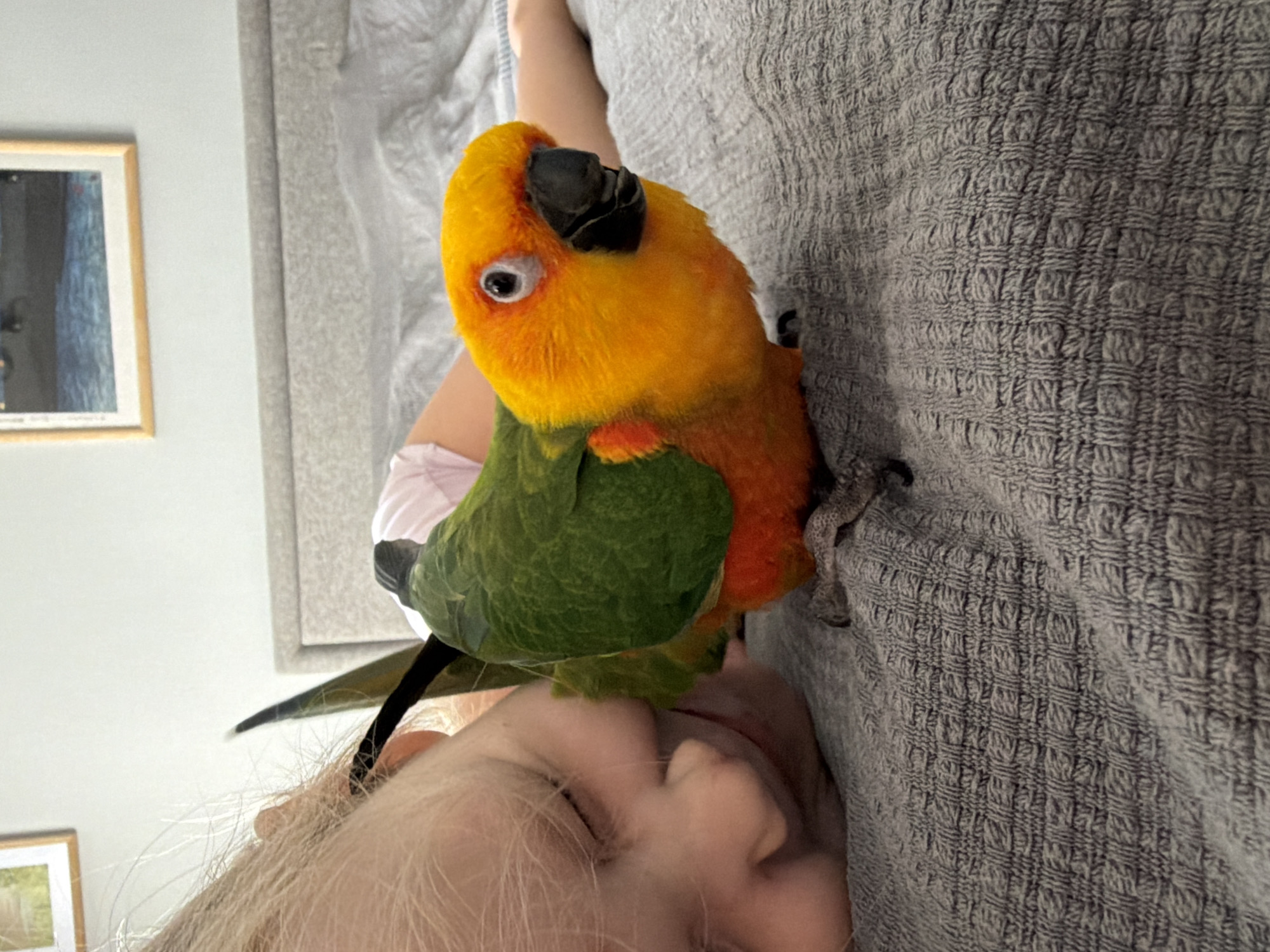 A young child with blonde hair lies on a bed, resting their cheek on the comforter. Next to the child, a Sun Conure parrot is perched, its head turned to the right. The parrot has vibrant orange and yellow plumage on its head and chest, with green on its back and wings, and a reddish-orange underside. The background shows a headboard and a framed picture on the wall. The scene appears to be indoors, likely in a bedroom. There is no information about the location being in Khimki, Russia.
