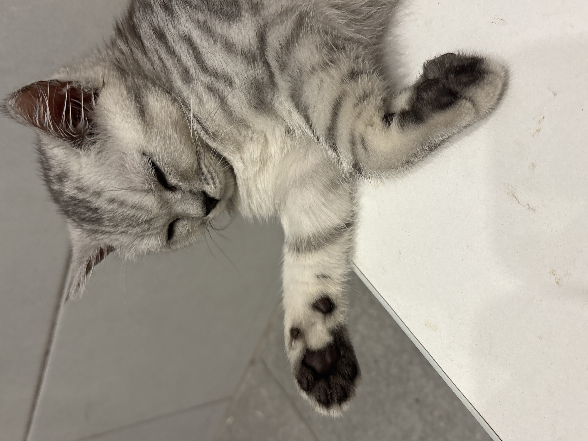 A silver tabby kitten is lying on its side on a white surface. The kitten's eyes are closed. The kitten's left paw is extended and rests on the surface. The background is out of focus, but shows a tiled wall and a table. The location is unknown.